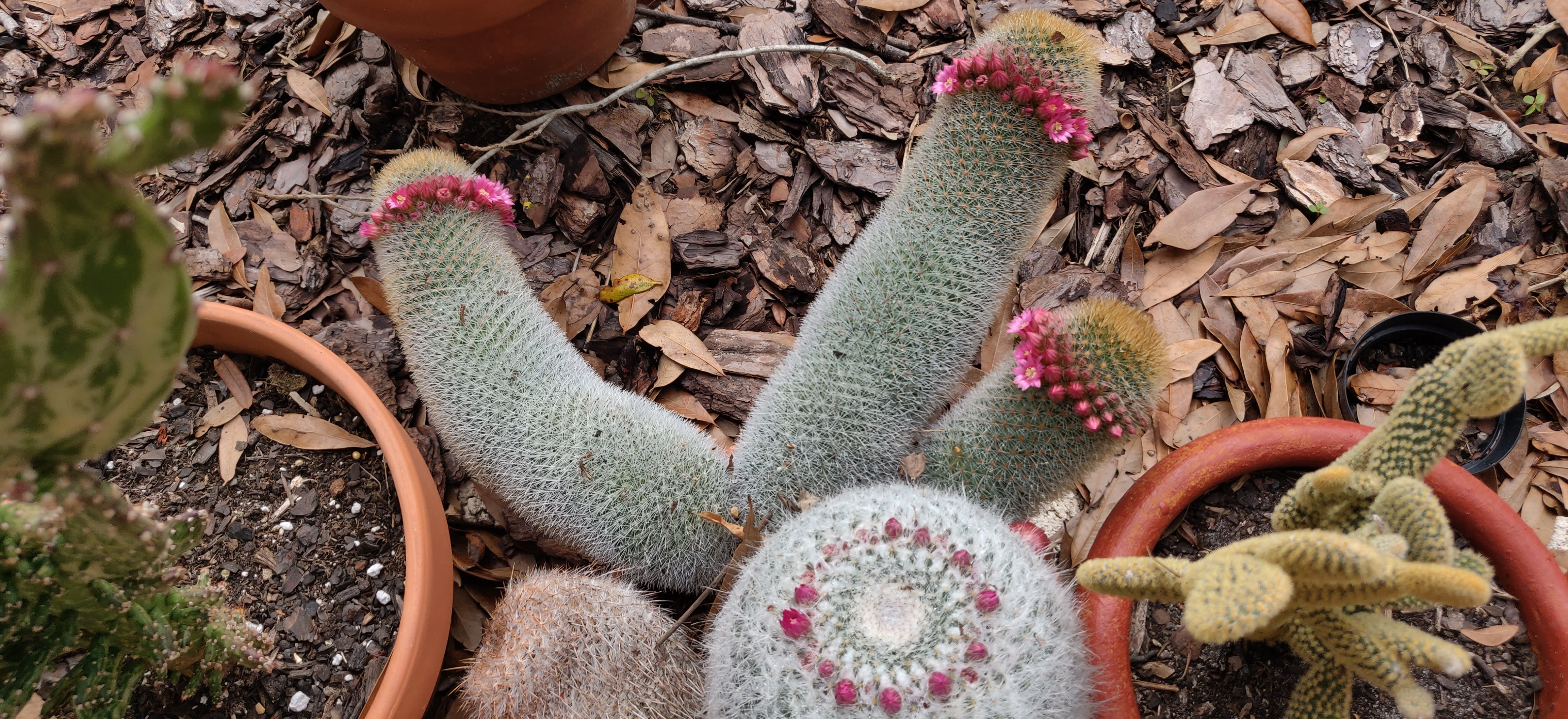Cacti05