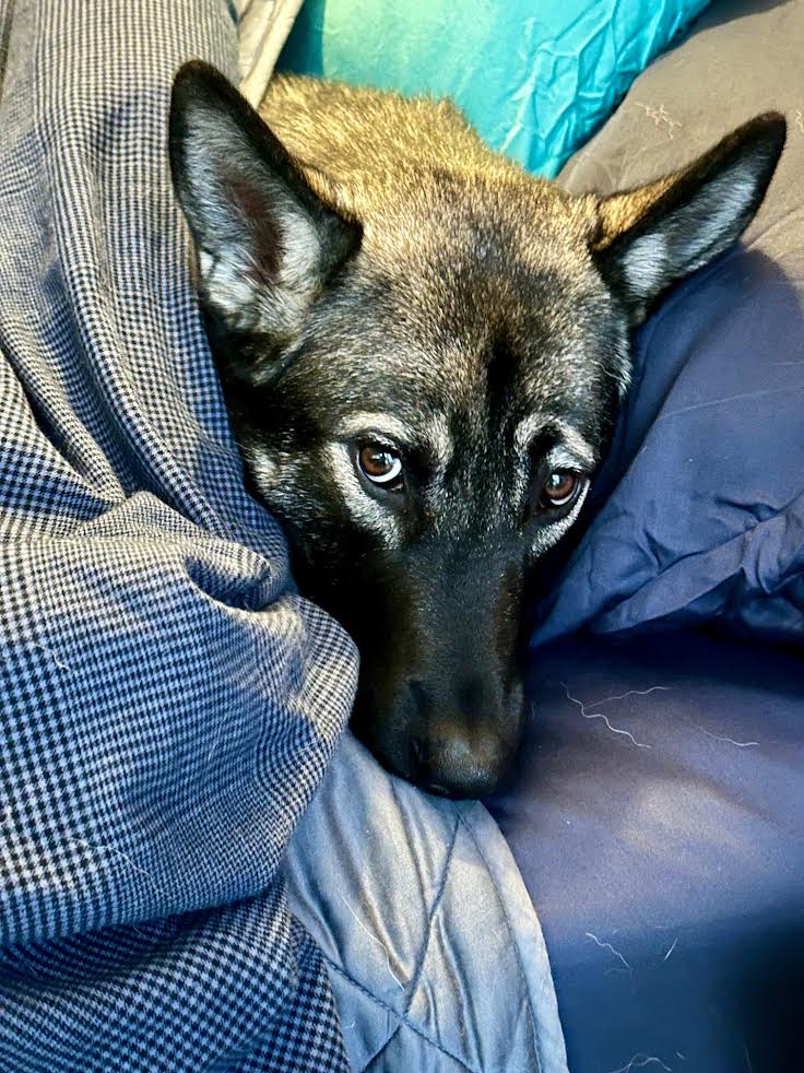 Puppy eyes
