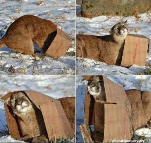 Cat Box