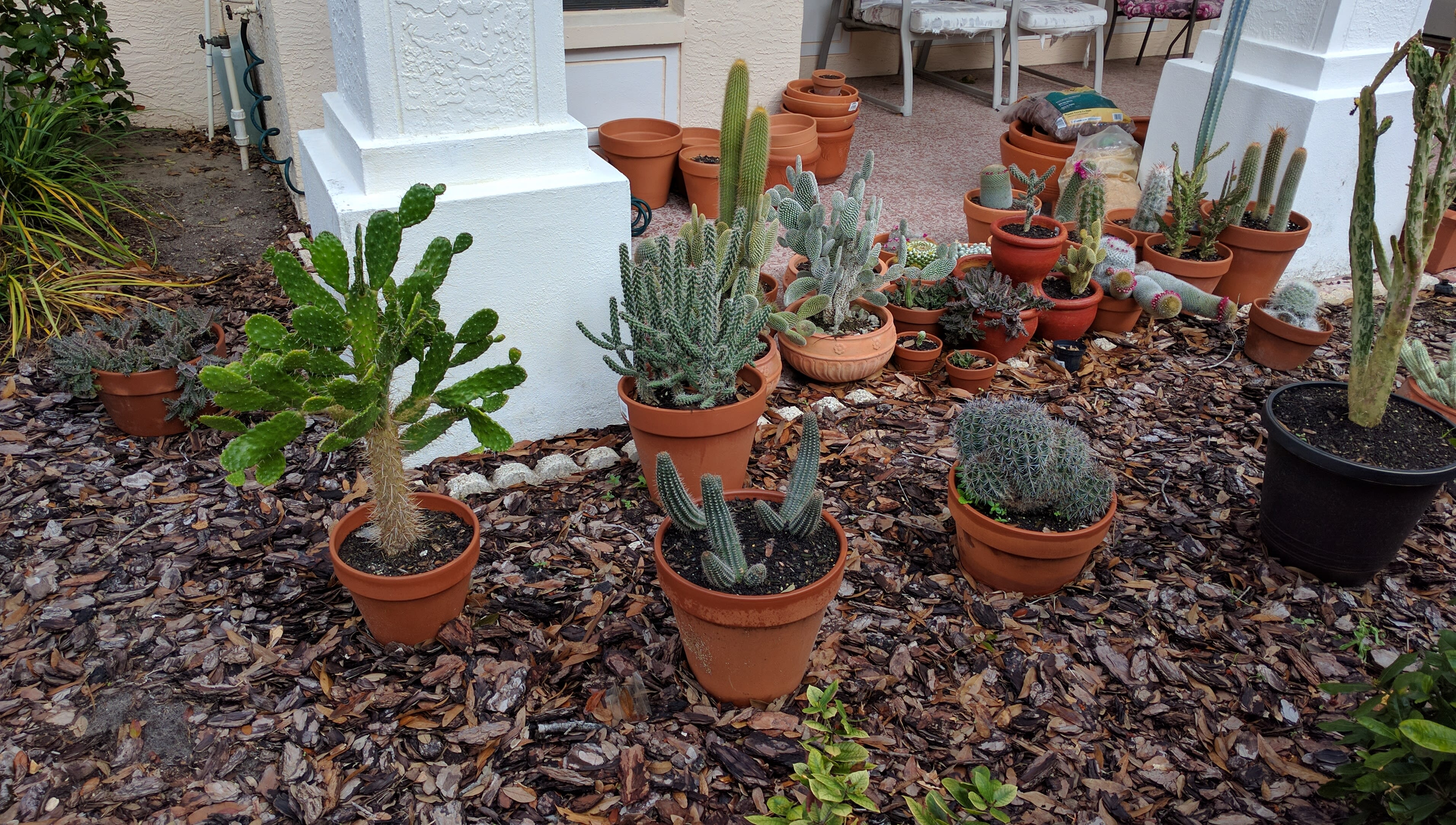Cacti10