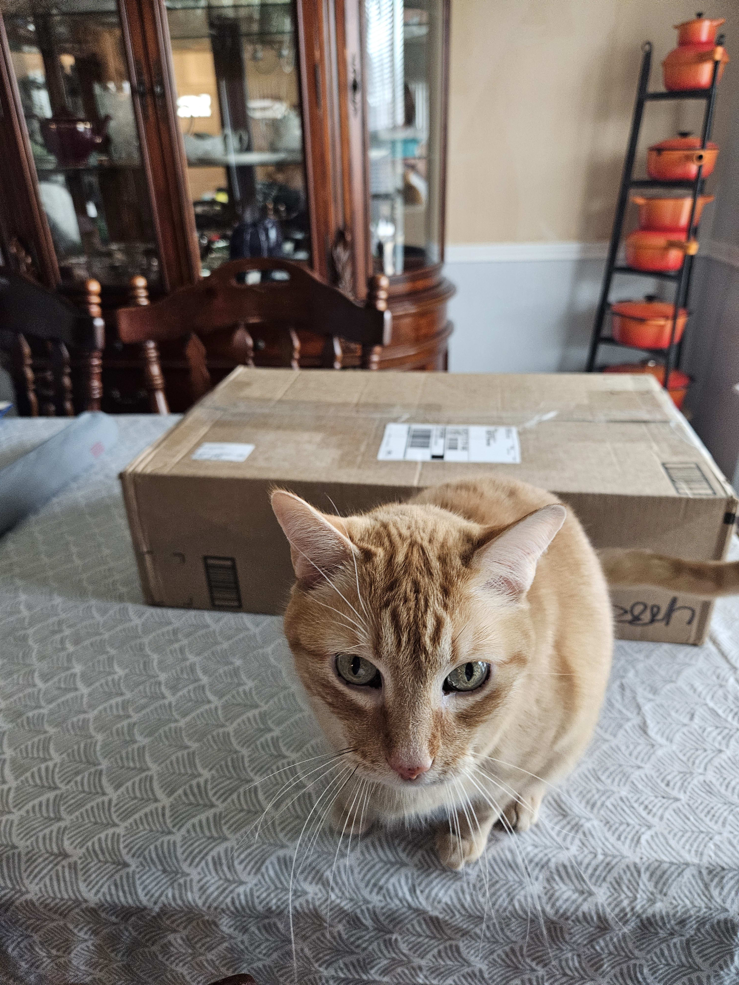 Squeaker and the box