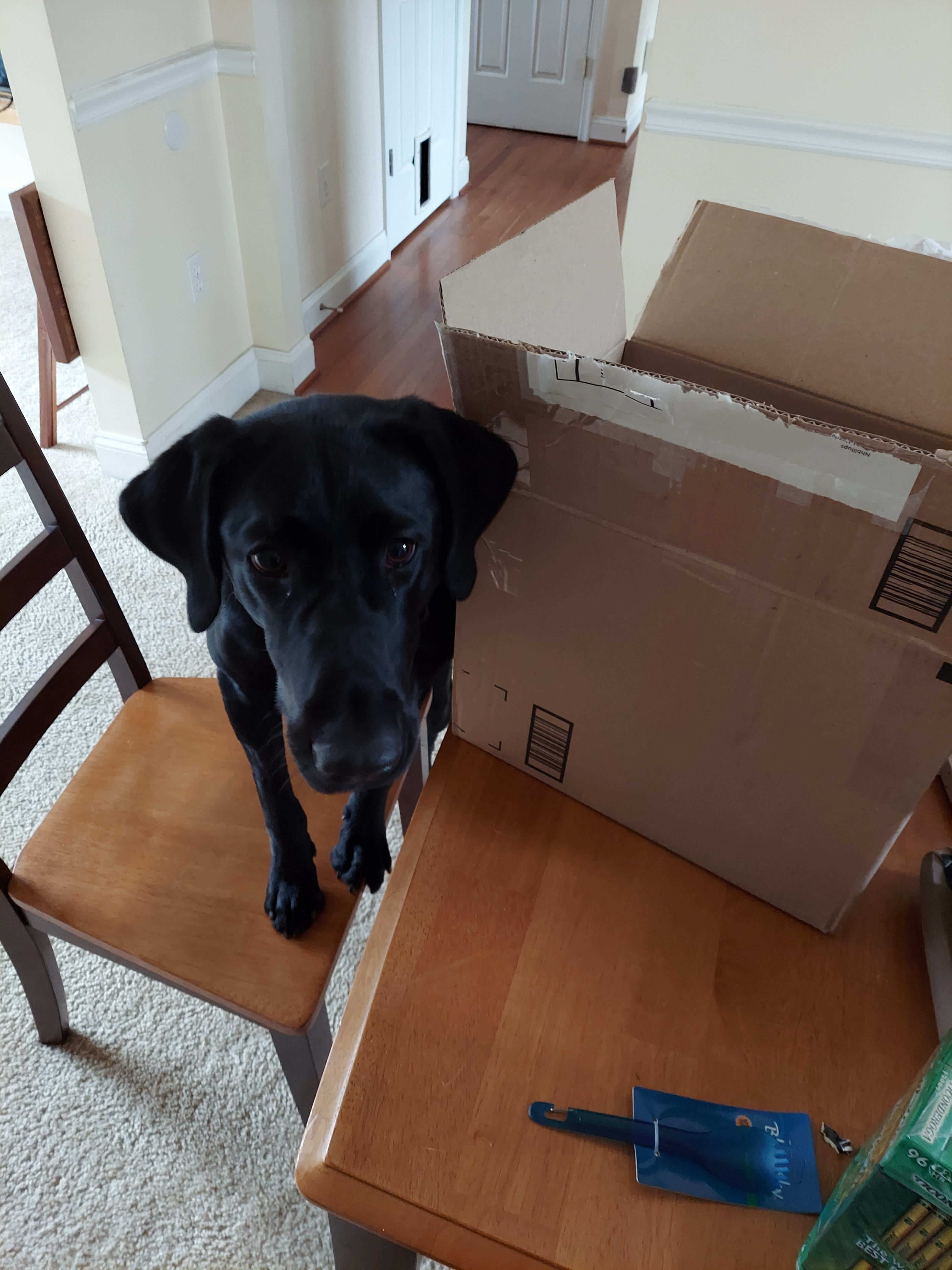 an excited dog