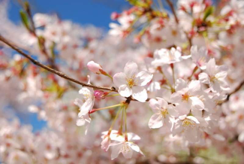 cherry blossoms