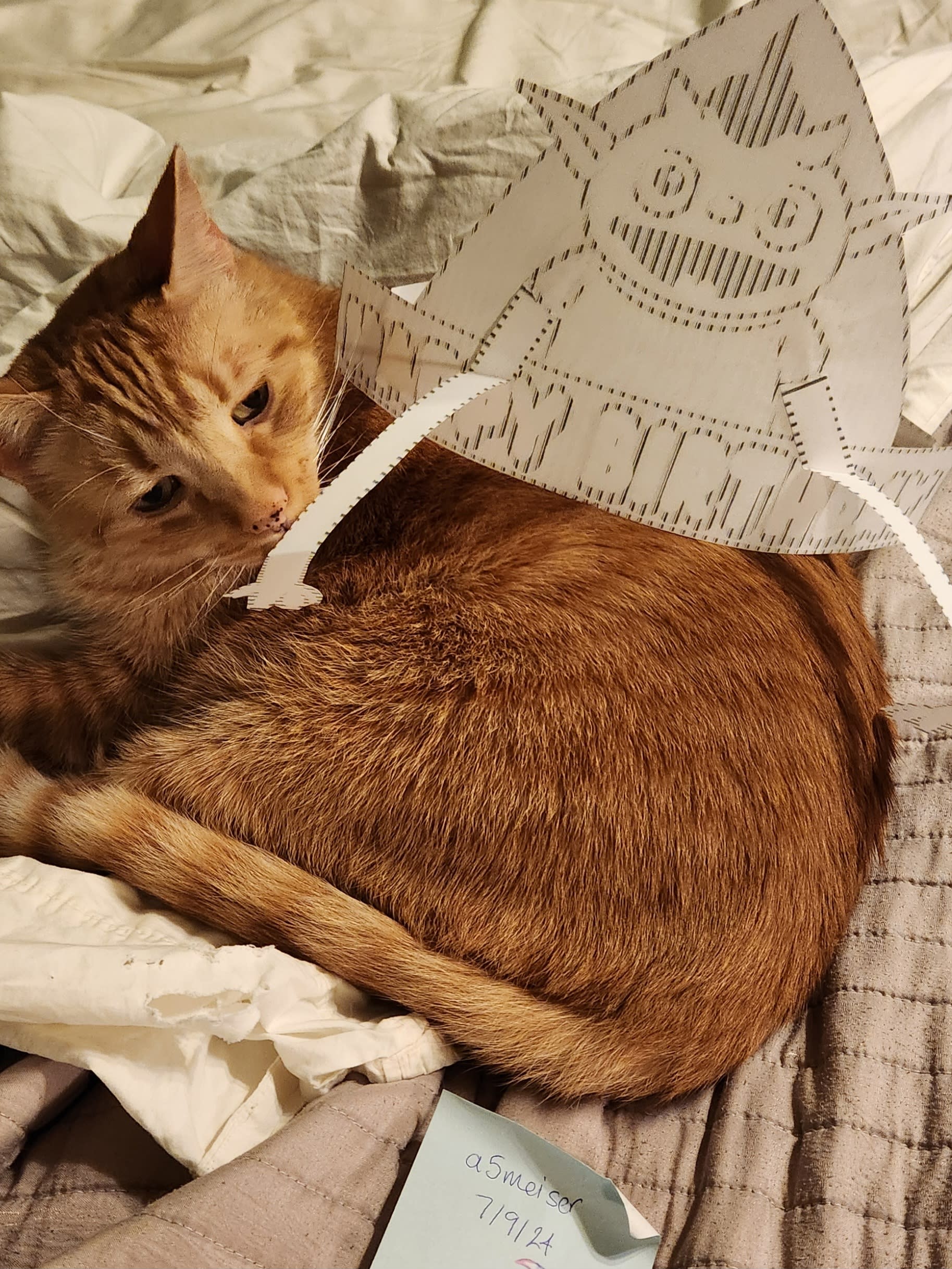 cat in hat