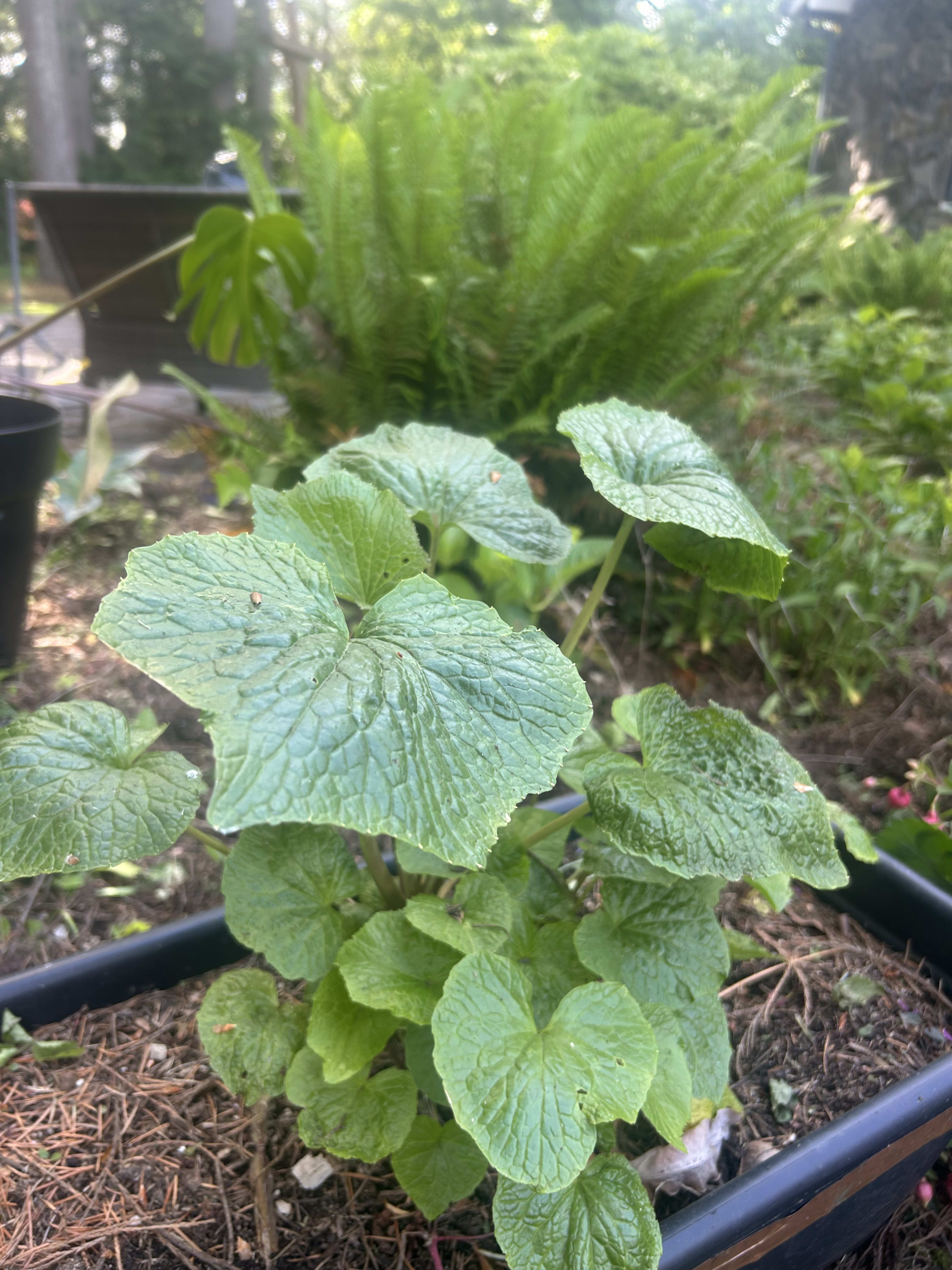 WASABI