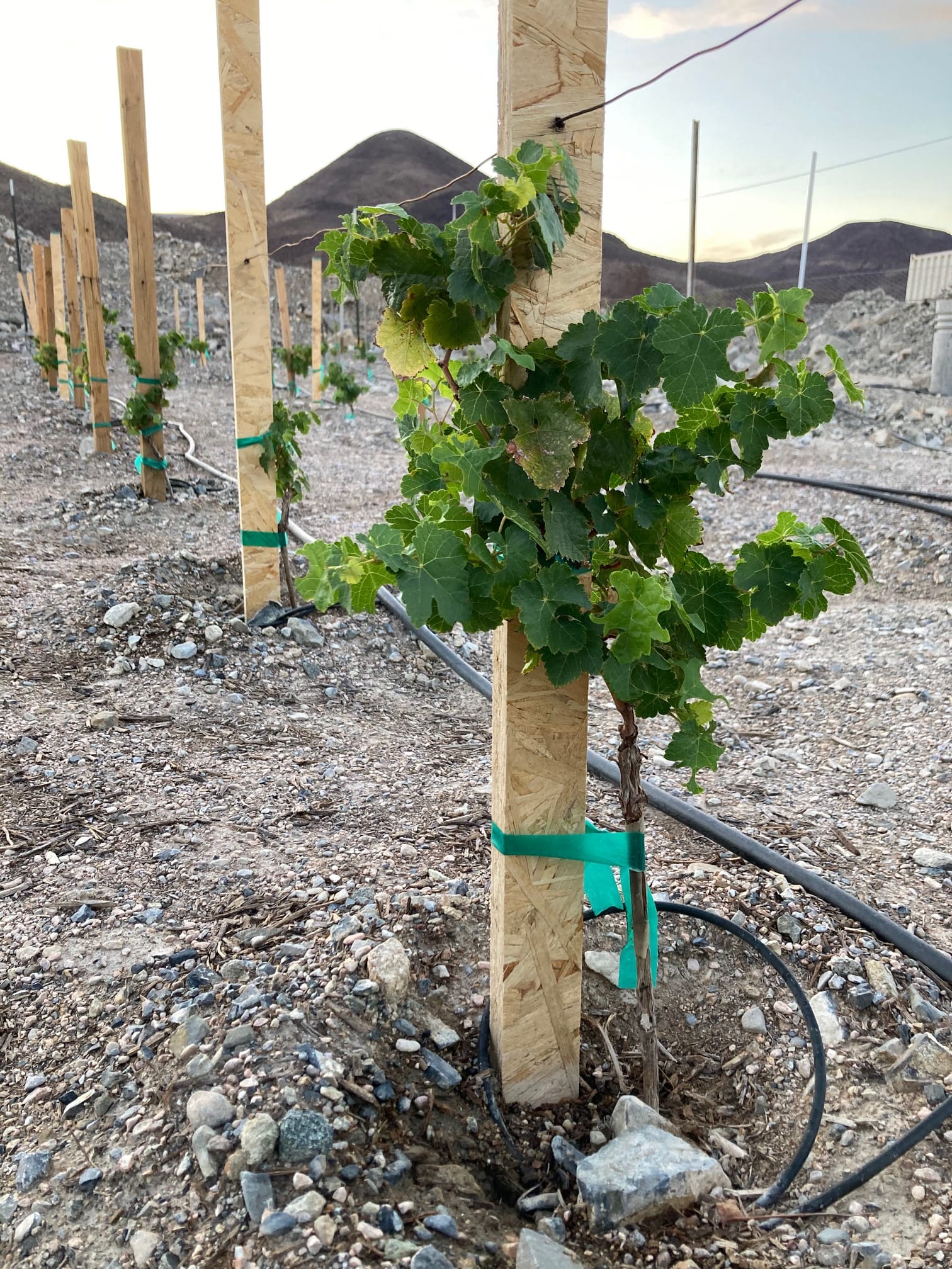 Yes, I planted vines in Death Valley.  Not at Badwater, duh, but within NP boundaries.  Paso's getting too crowded, ridiculous, easy.  This is the 'test plot' - Syrah of course.  Planting quite a bit more next year.