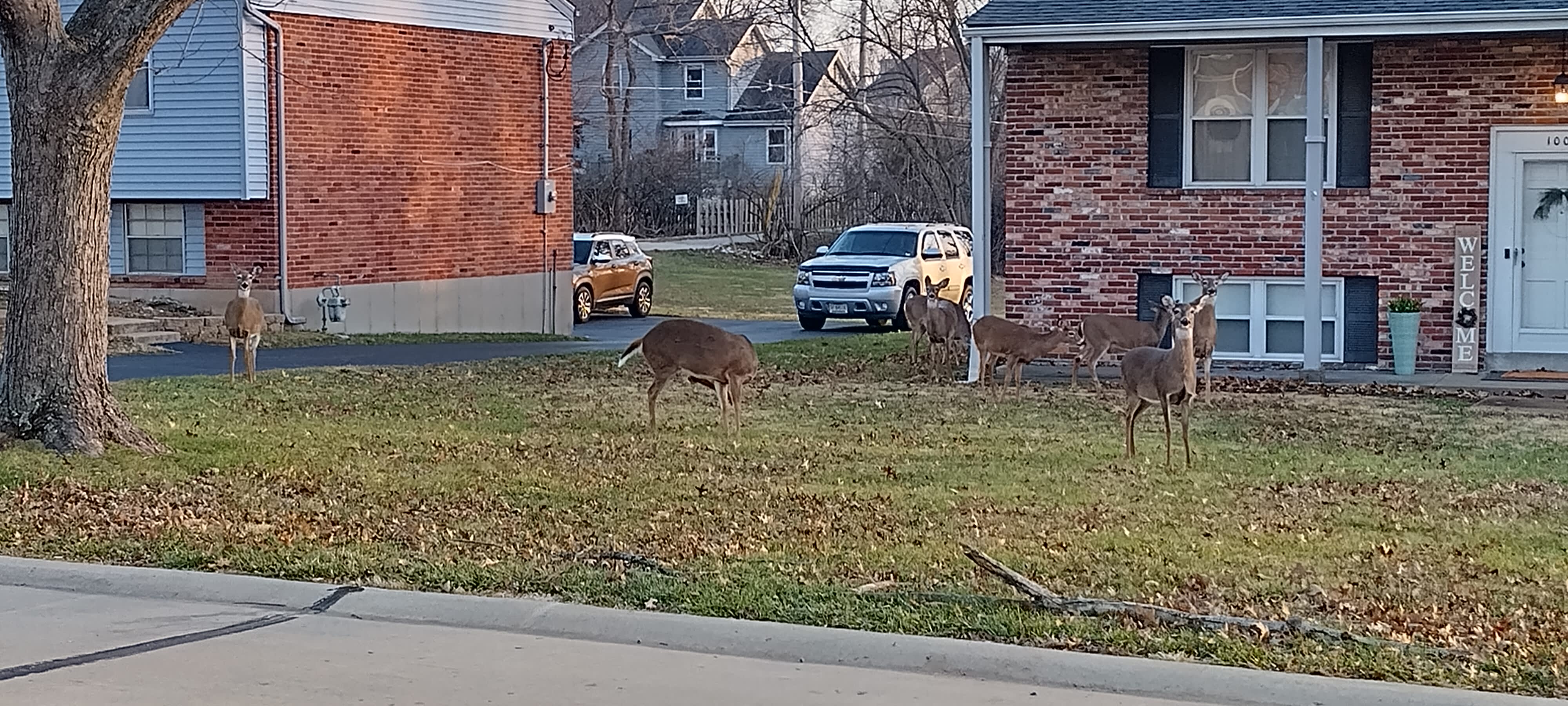 Oh Deer!