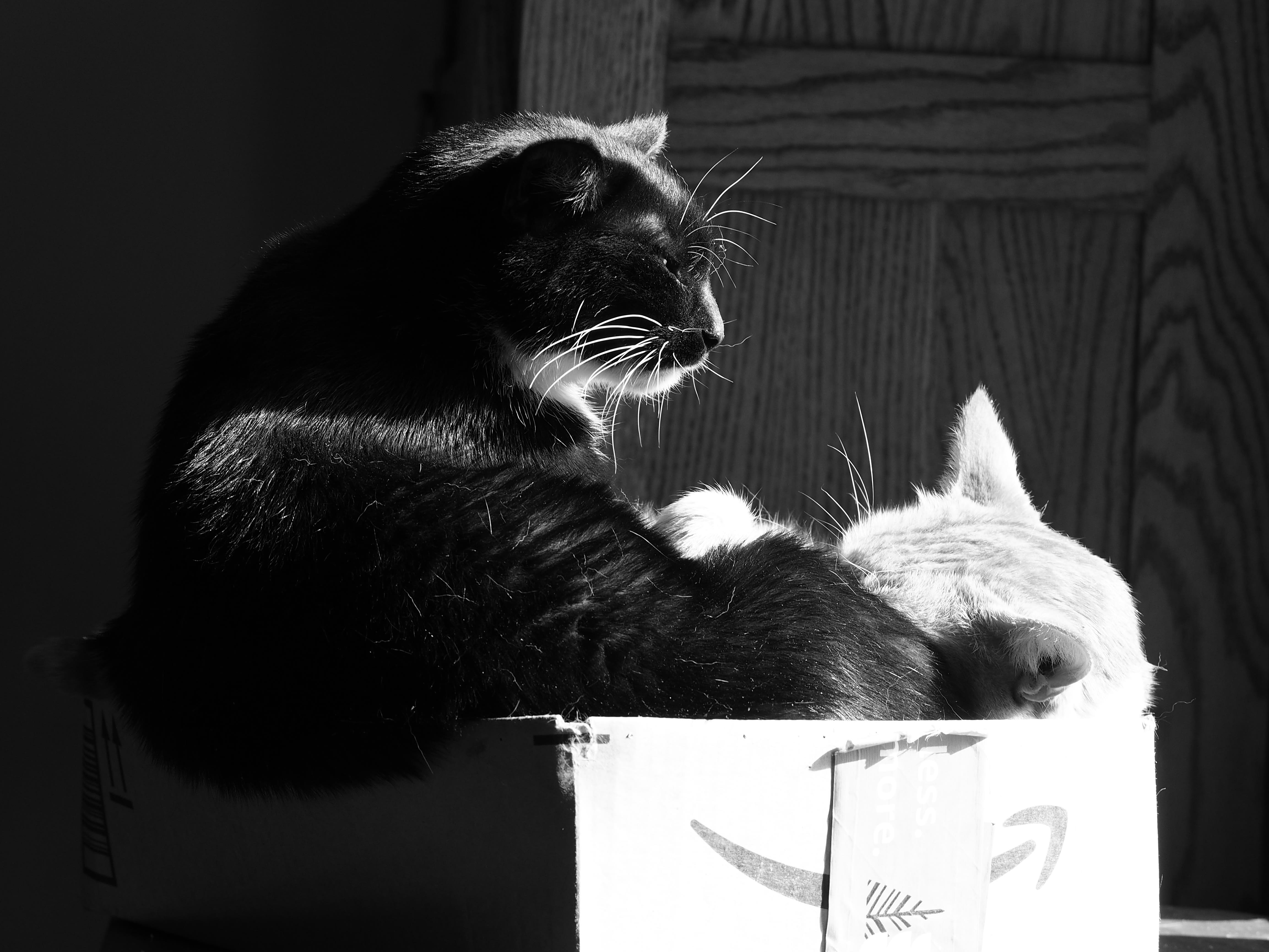 catnap
