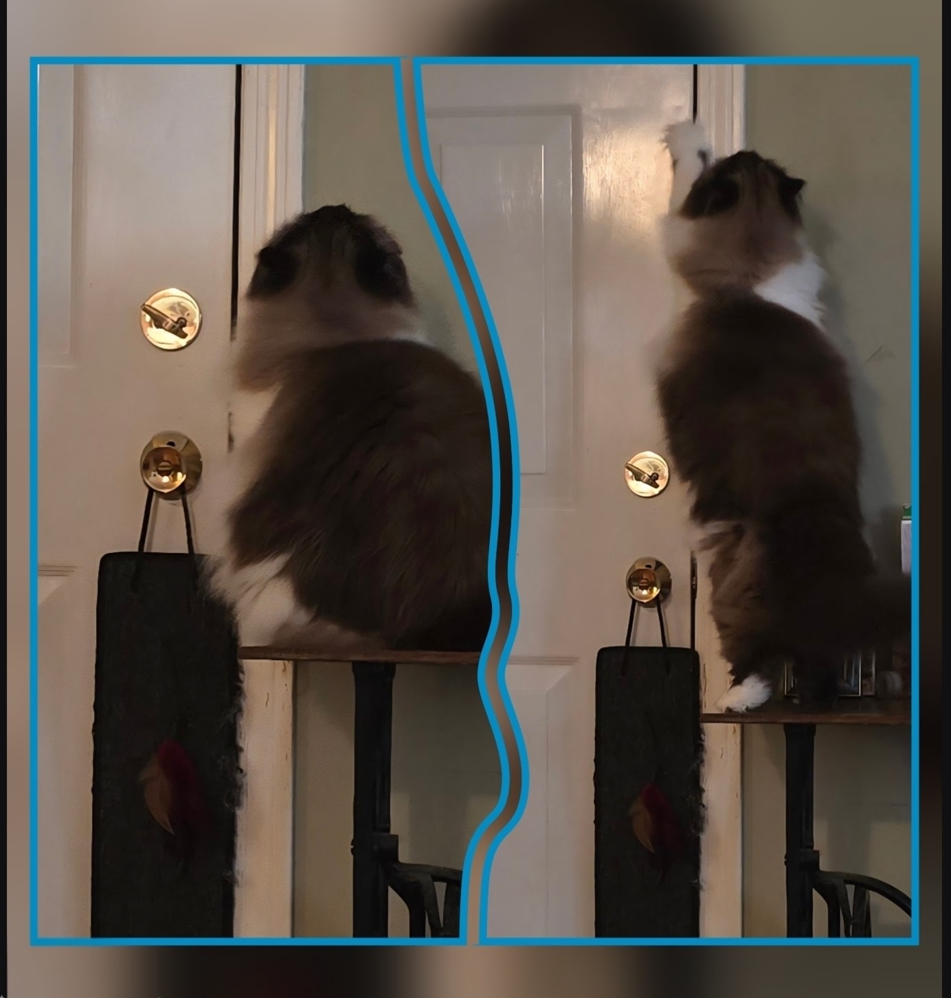 🐈‍⬛🚫😩