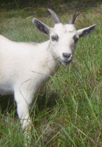 goat