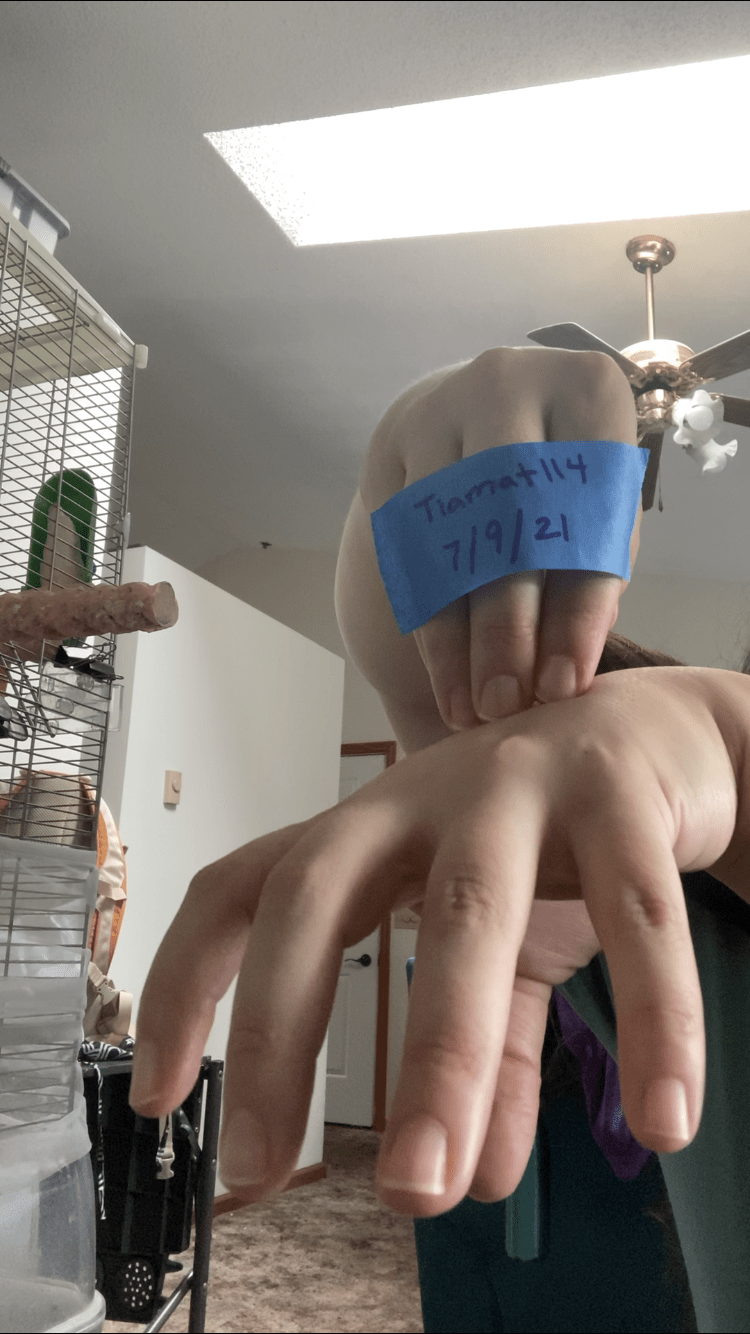 ASL Octopus