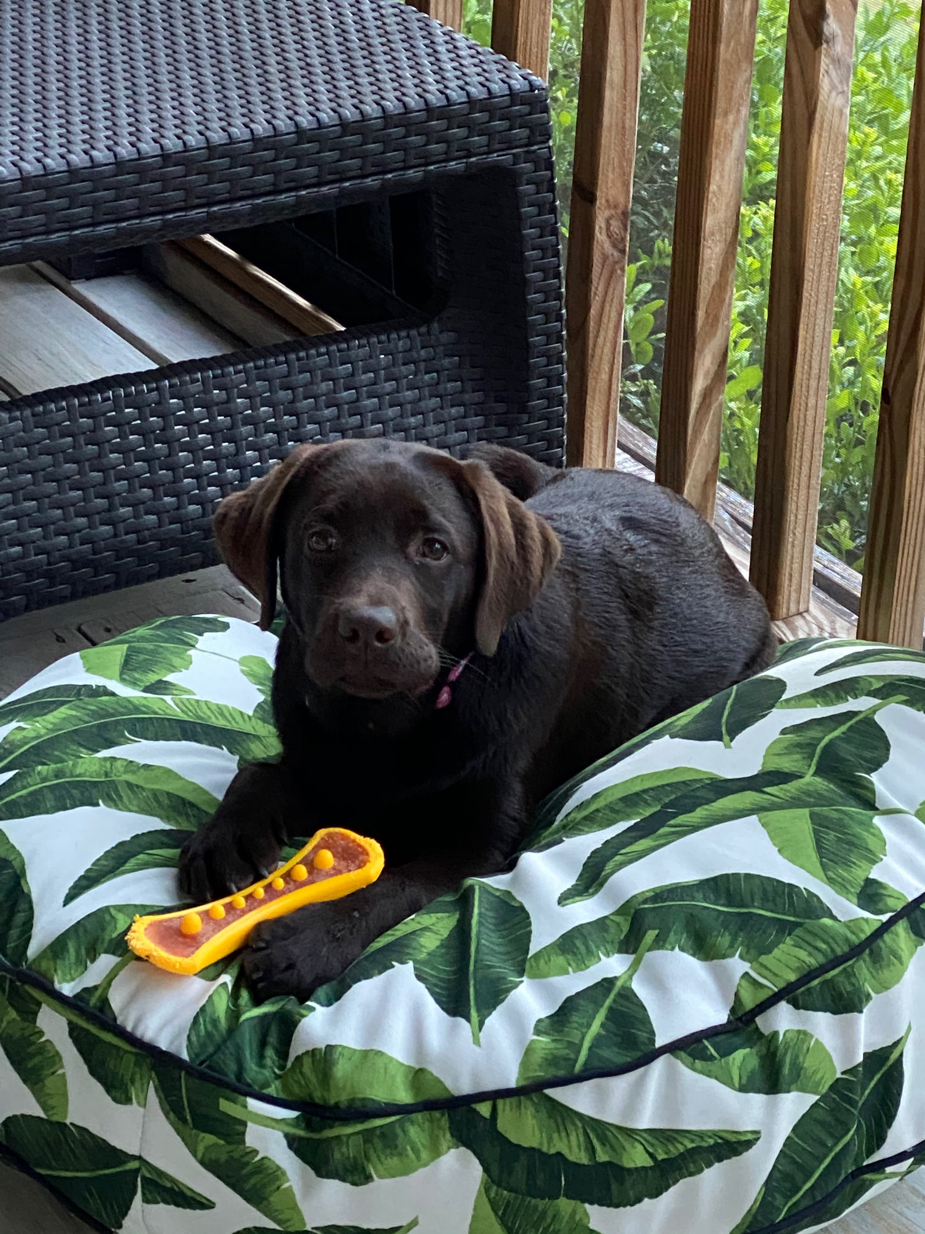 Rosie