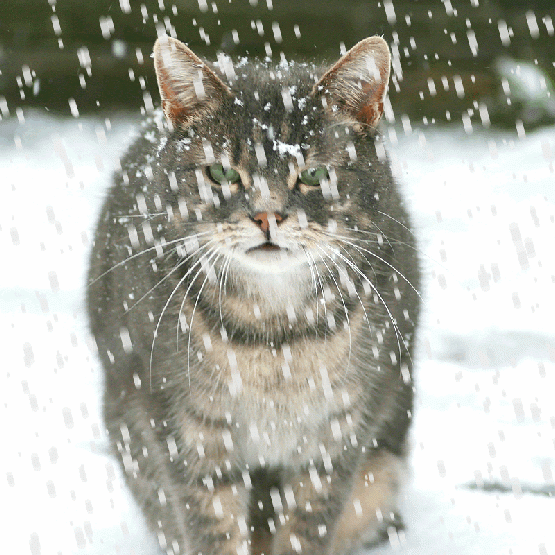 Snow