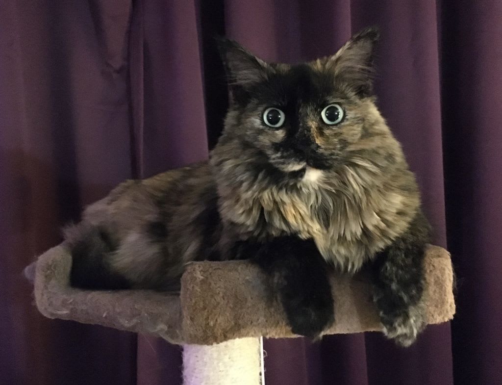 Kiko