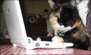Kiri the Compucat