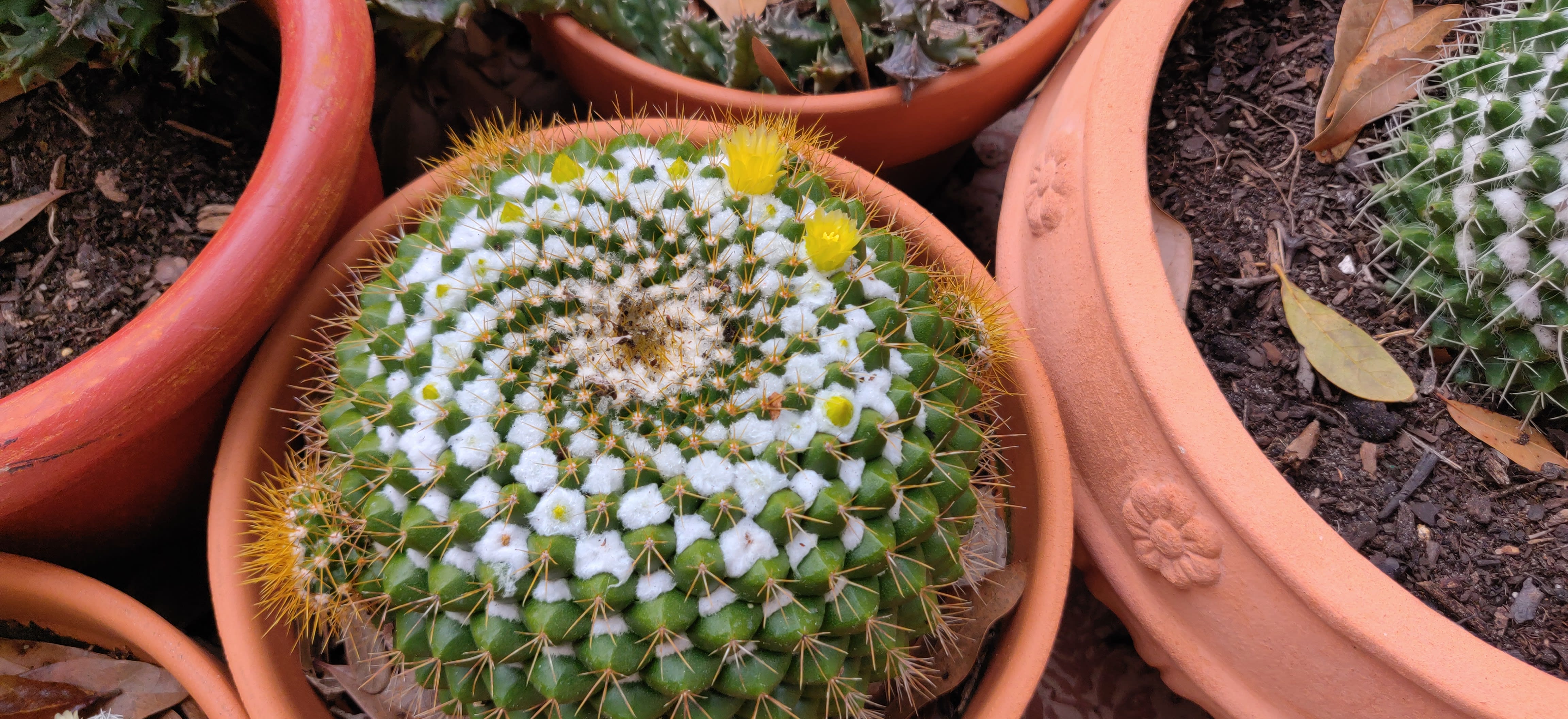 Cacti03