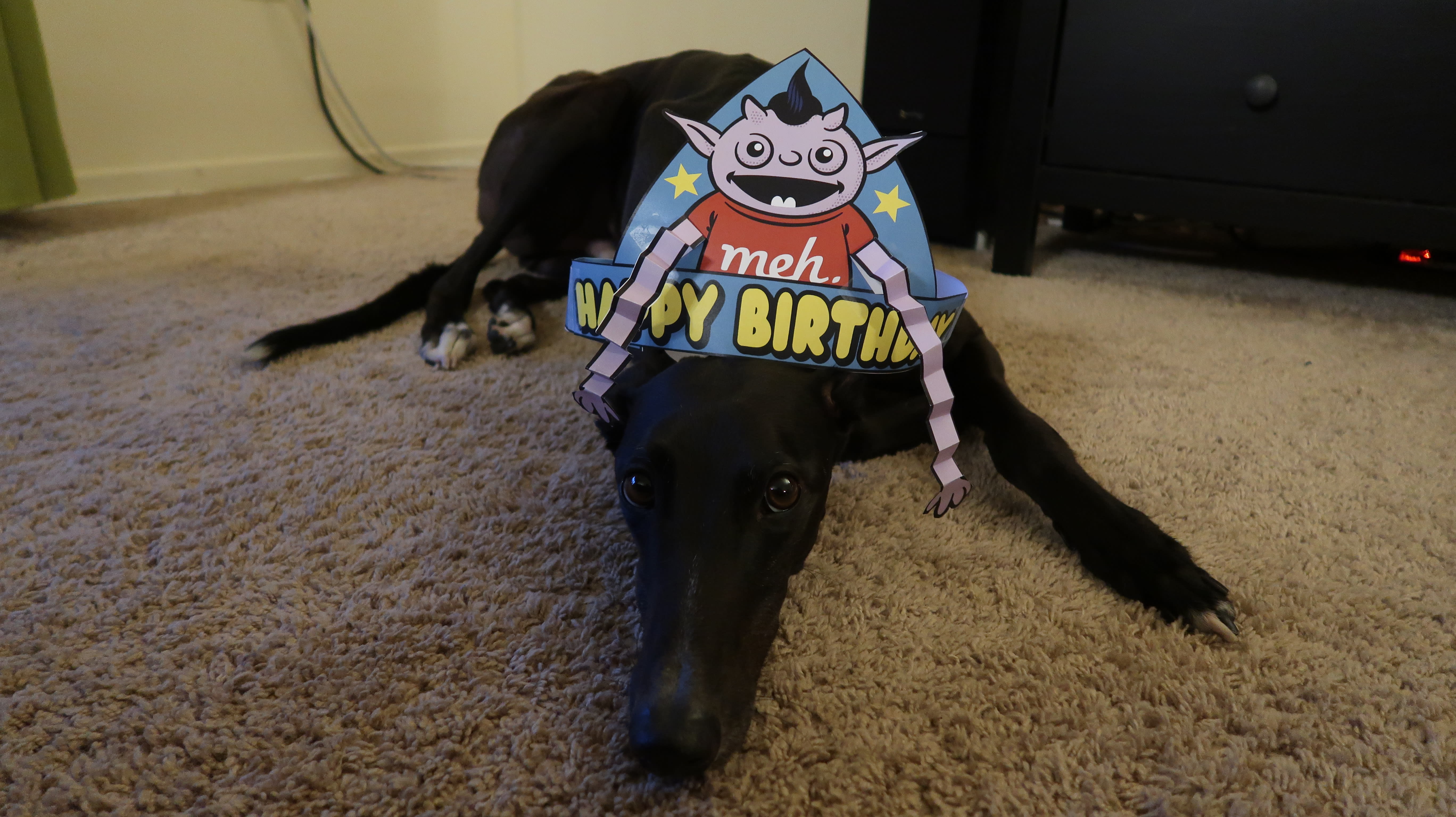Dog