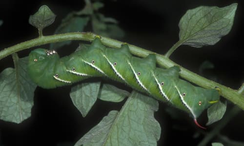 Hornworm