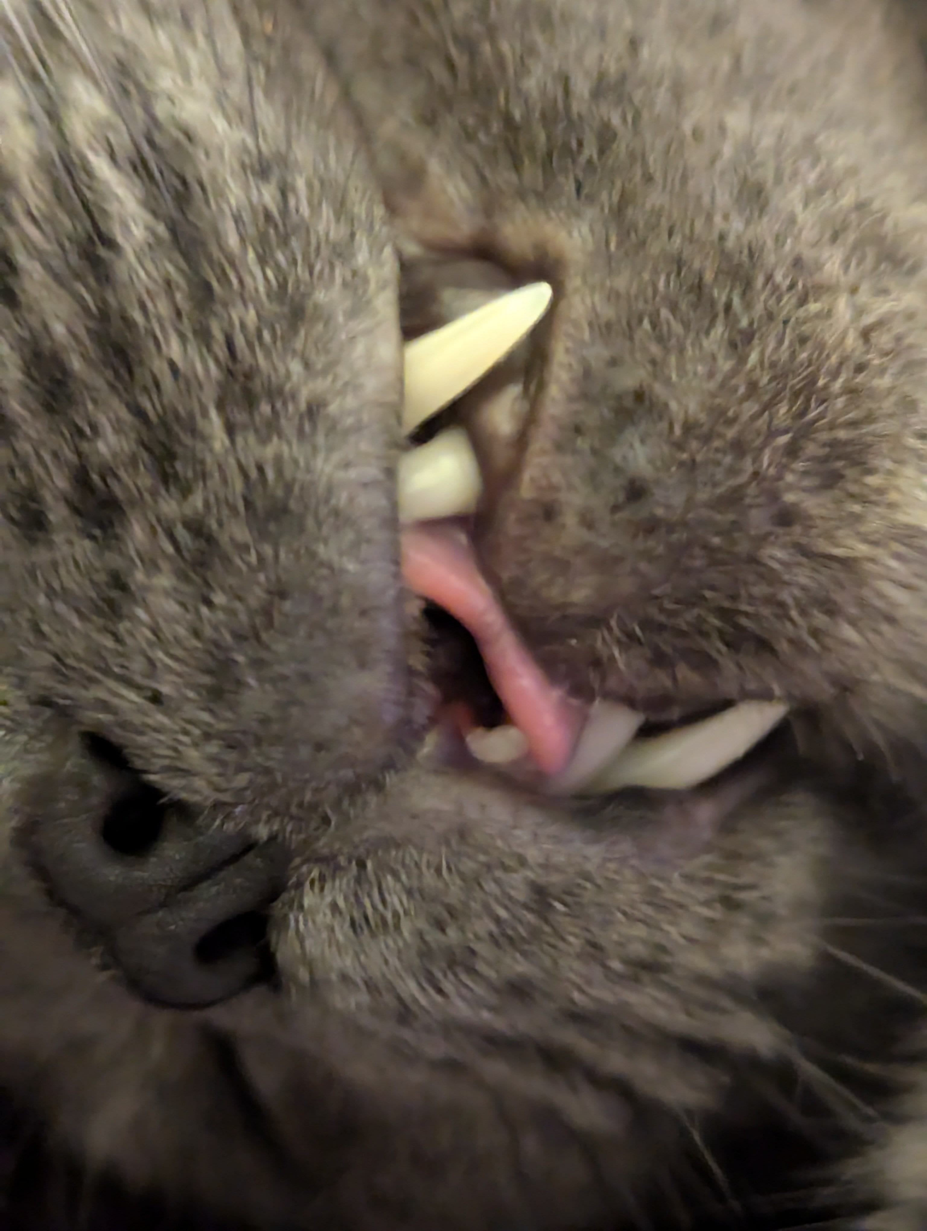 "Resting Blep Face"