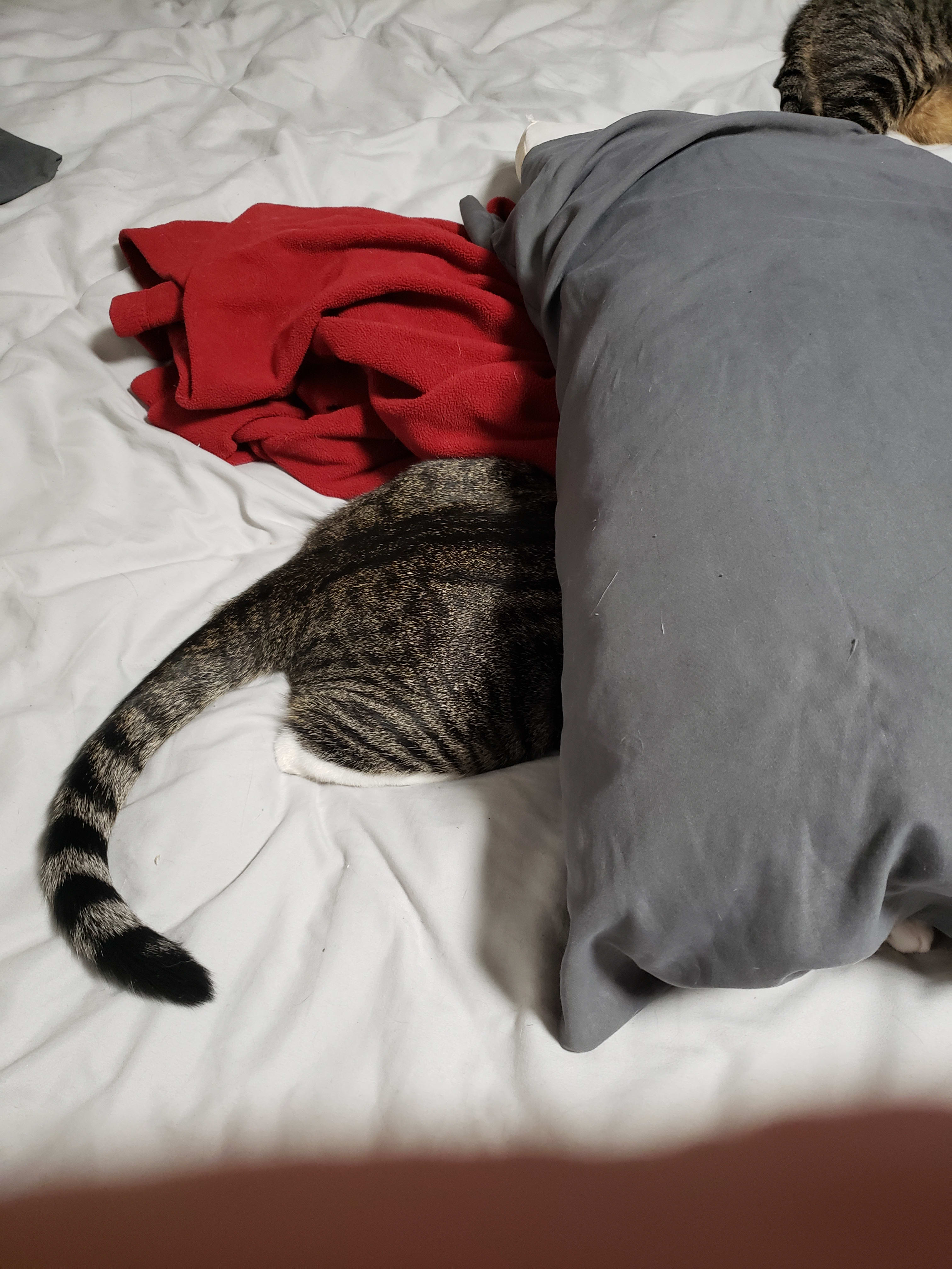 Concealed Kitten