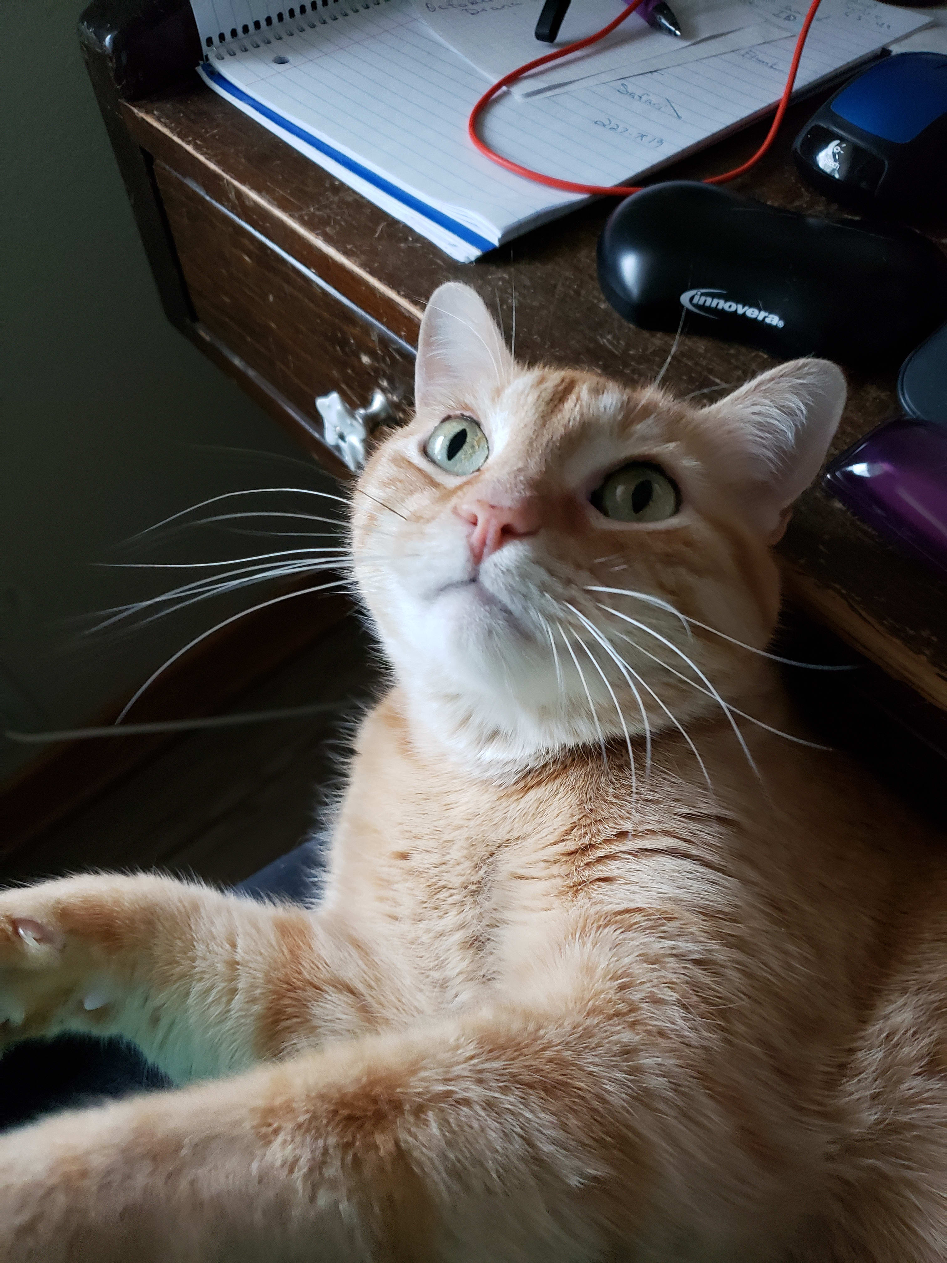 squeaker