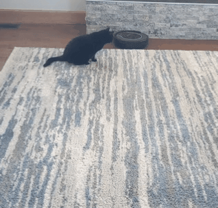 cat2