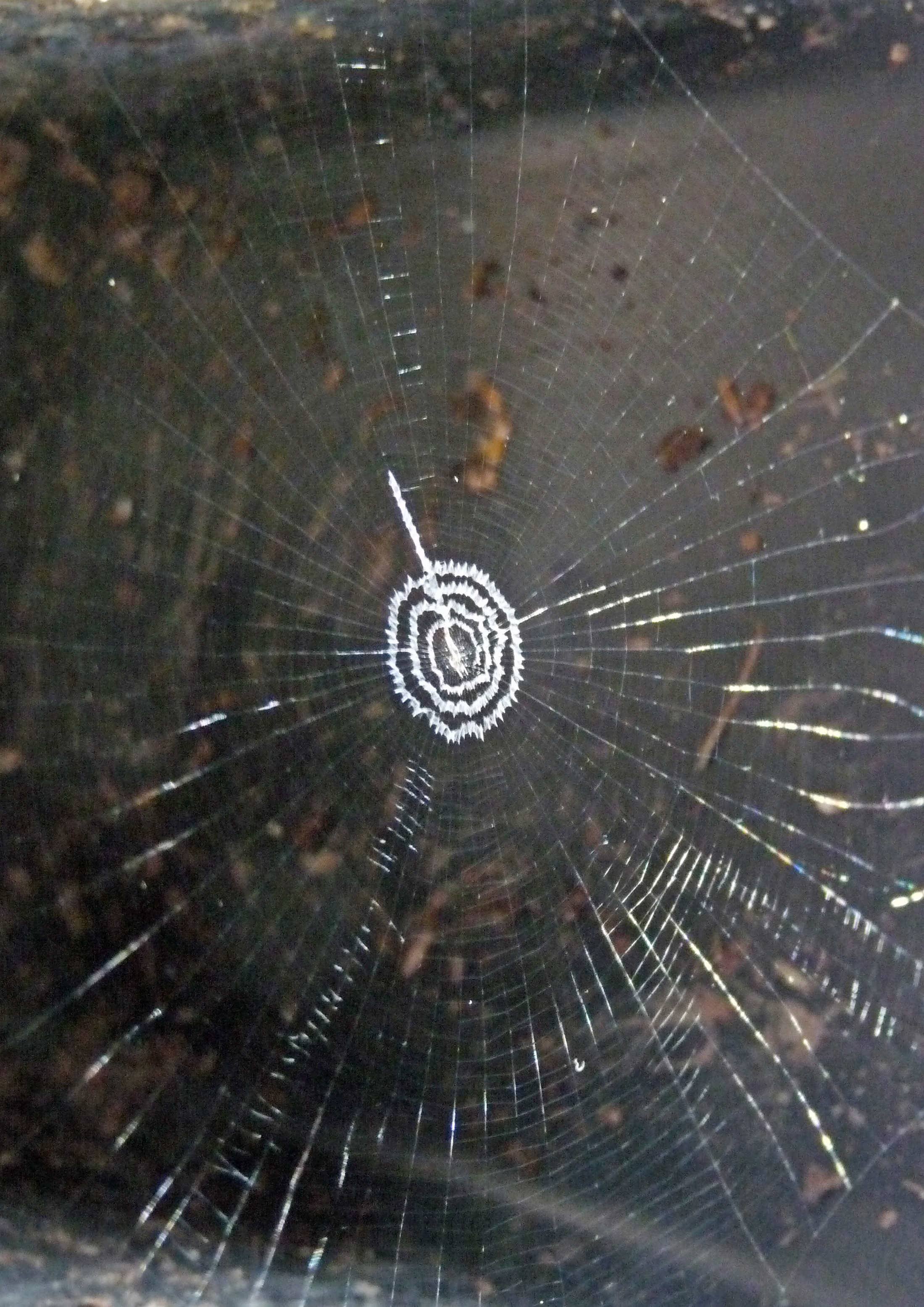 Spider Power