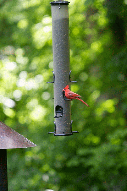 Cardinal animation