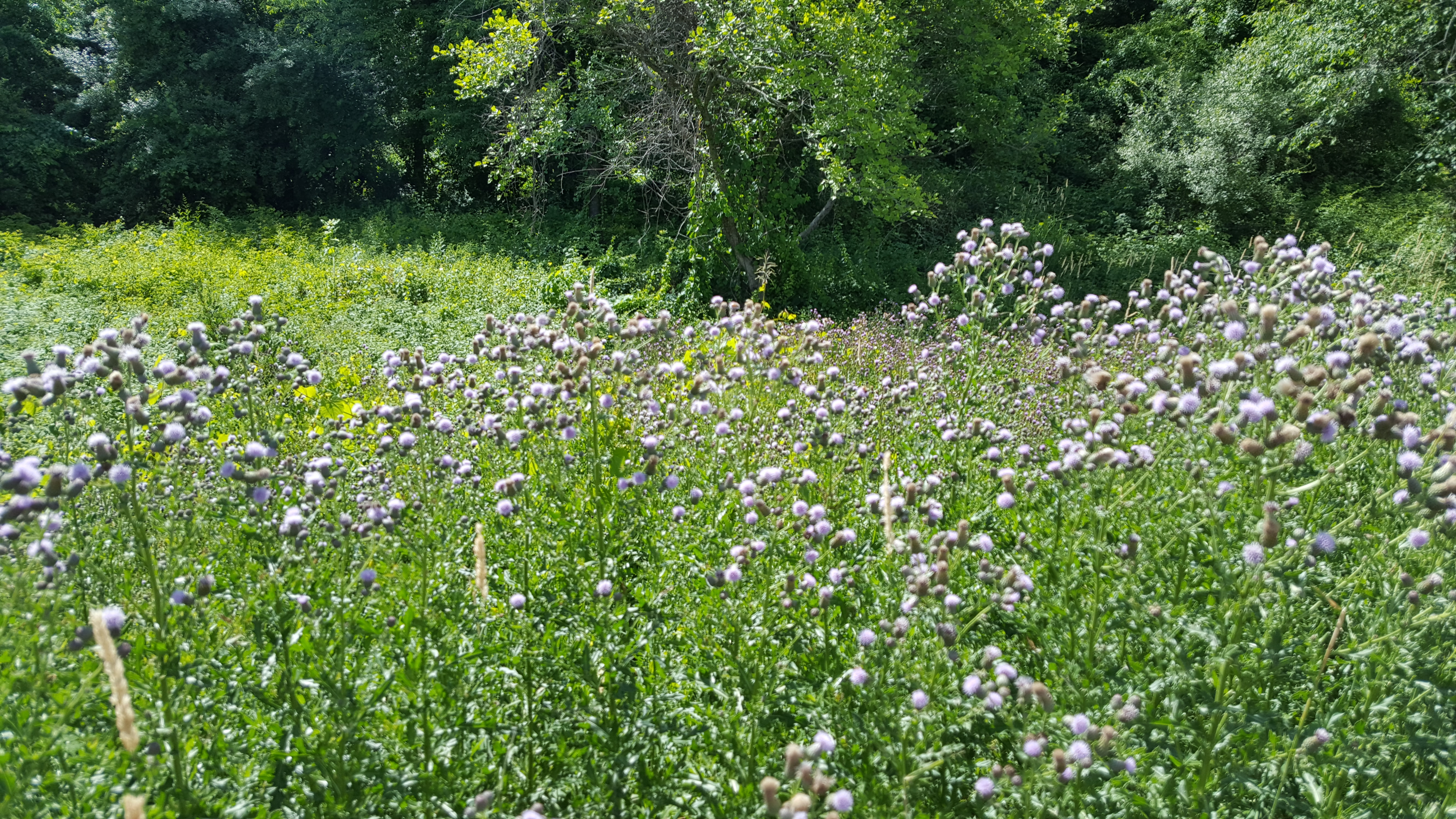 thistle