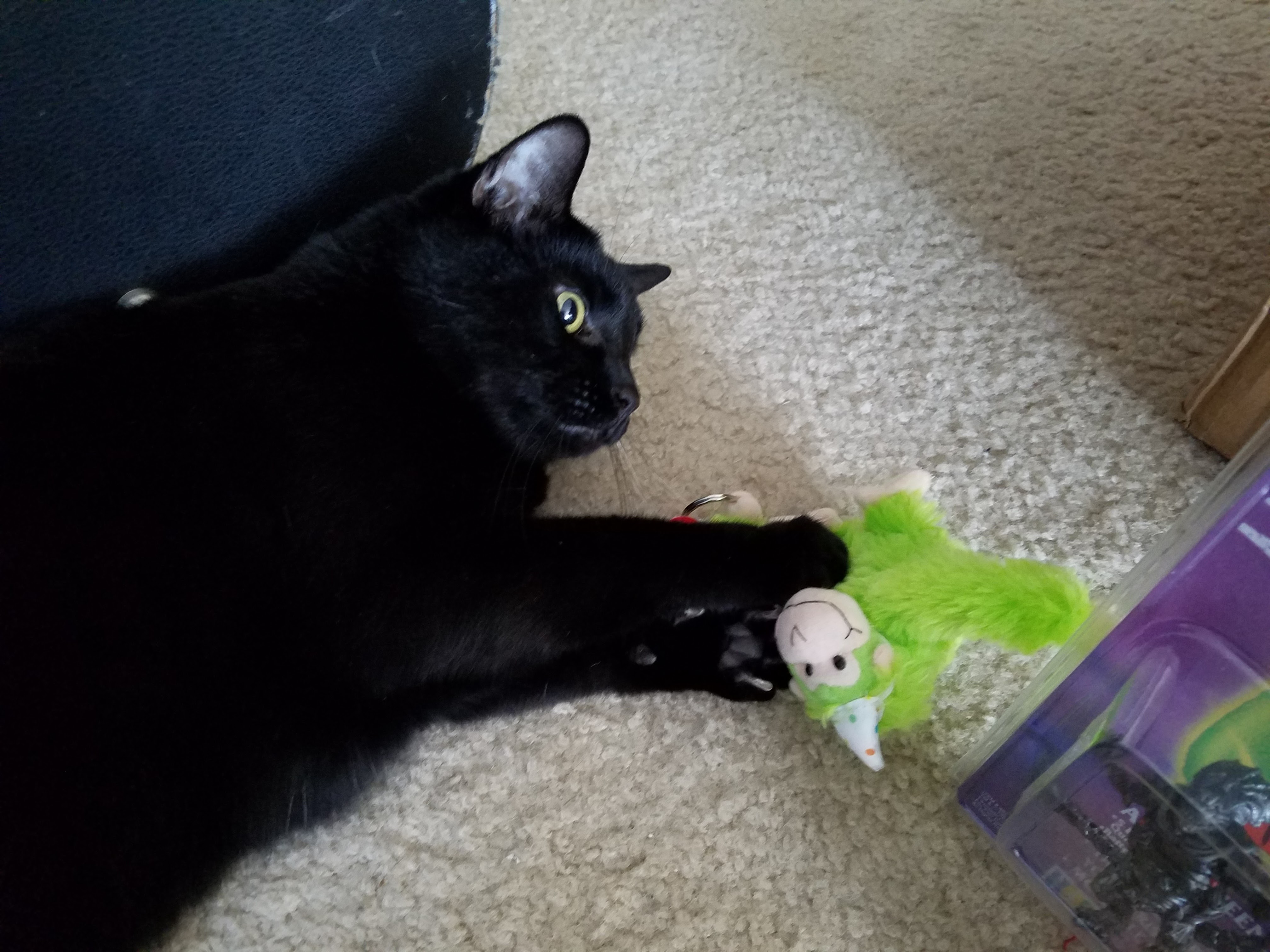 Cat attack!