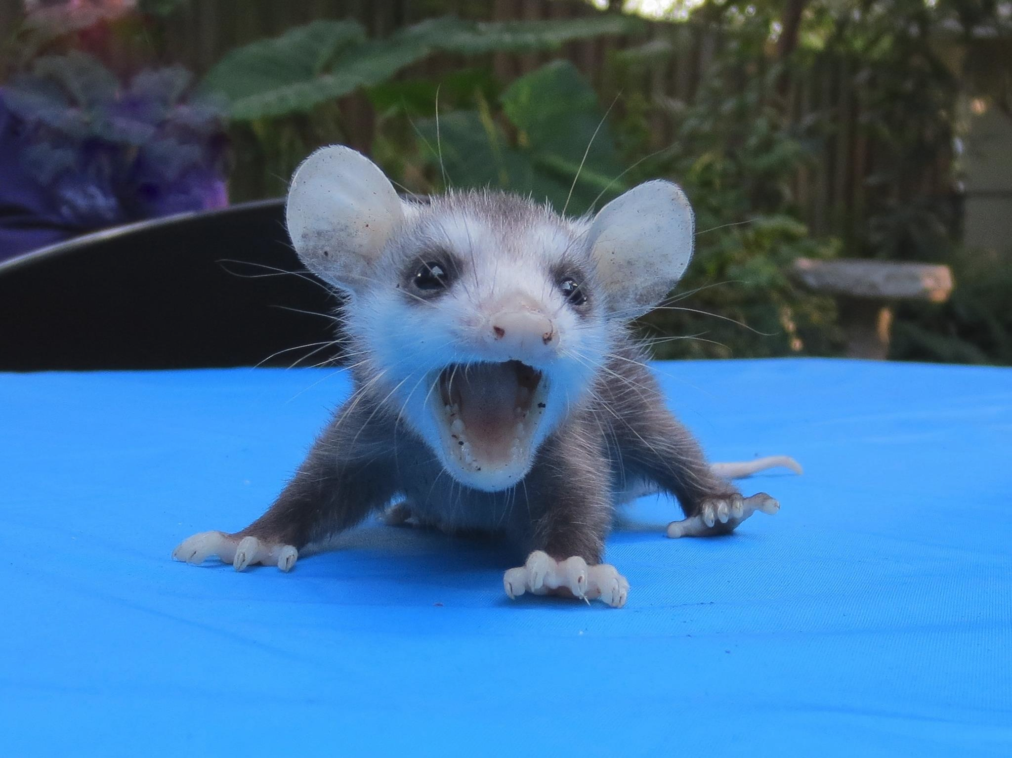 OhMyGawd!