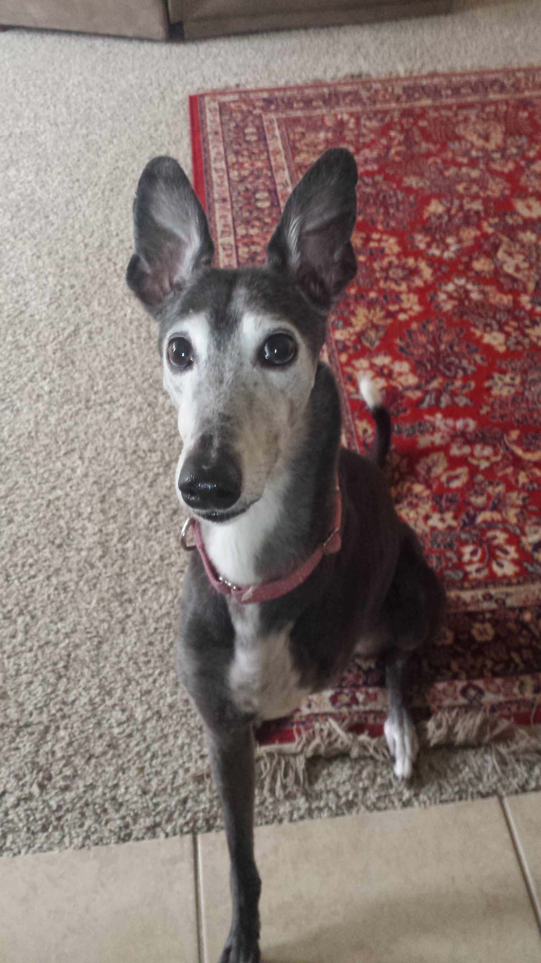 Lacey!