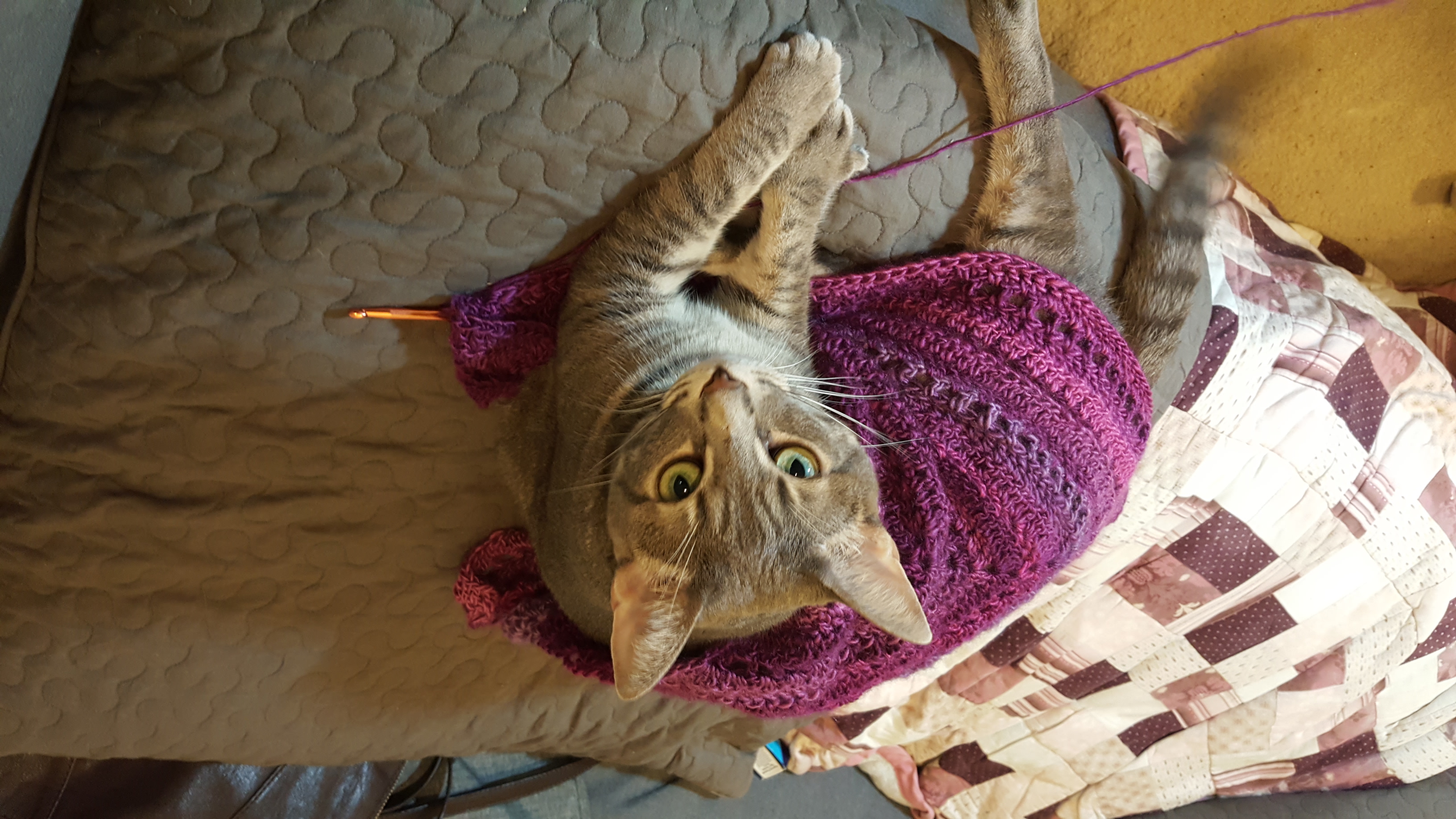 purple shawl