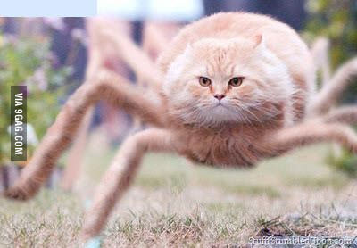 tarantula