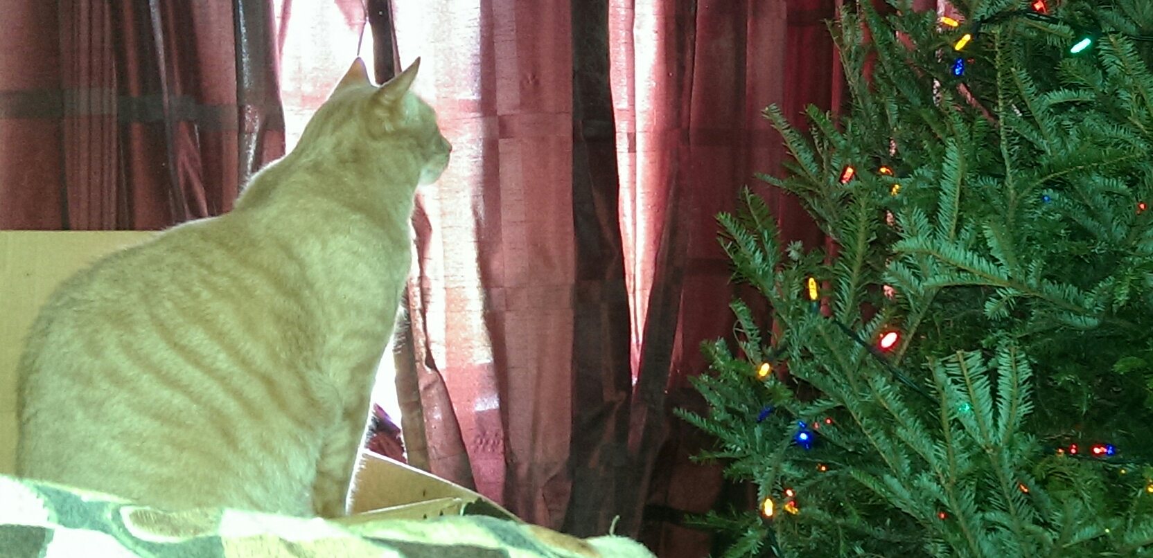 staring