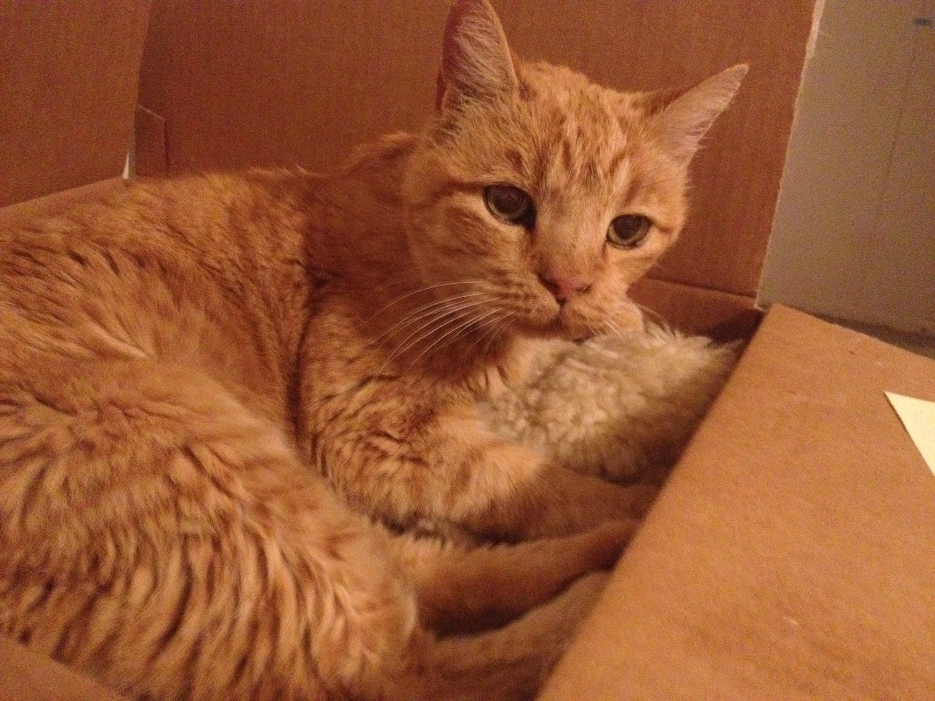 Colby 2