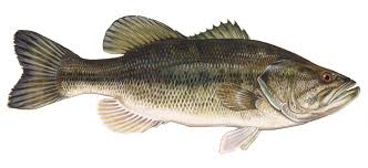 more bass