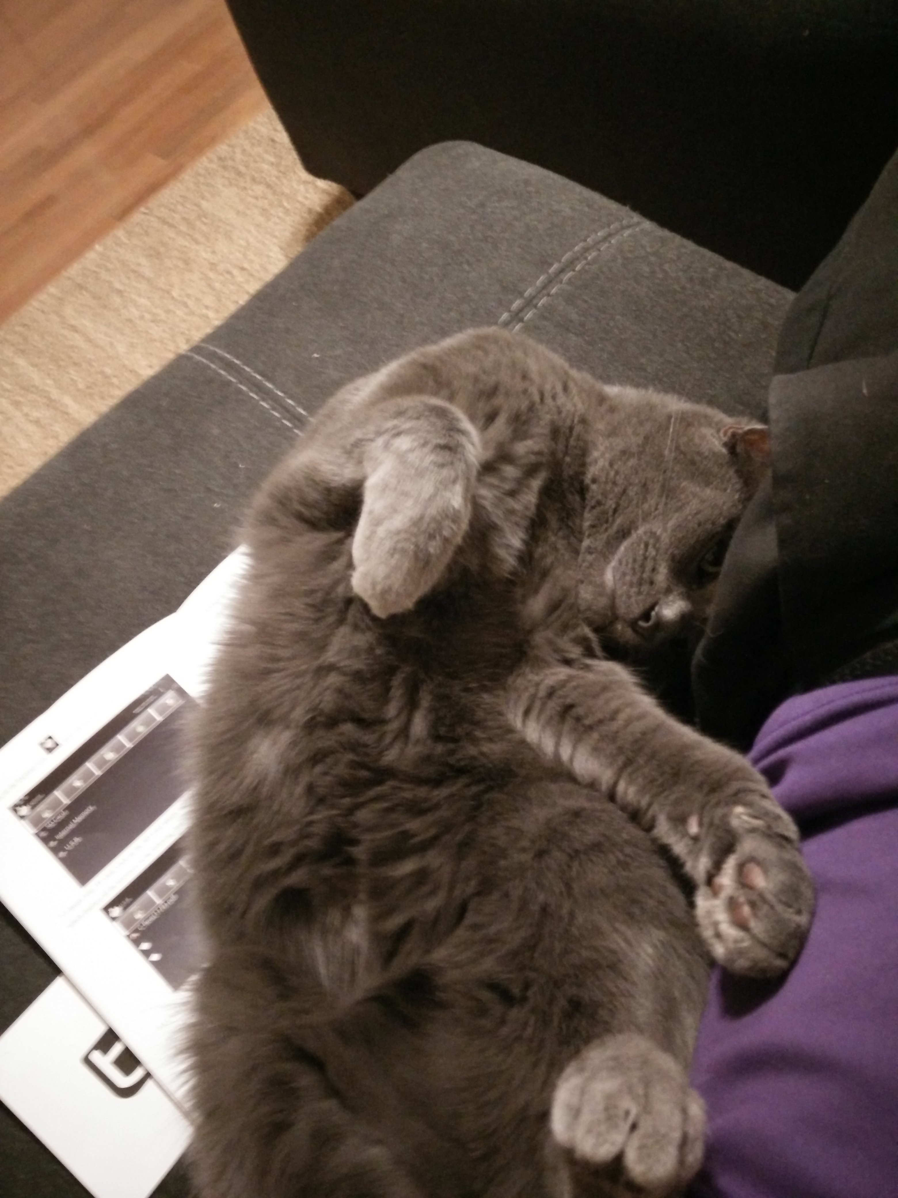 my other cat