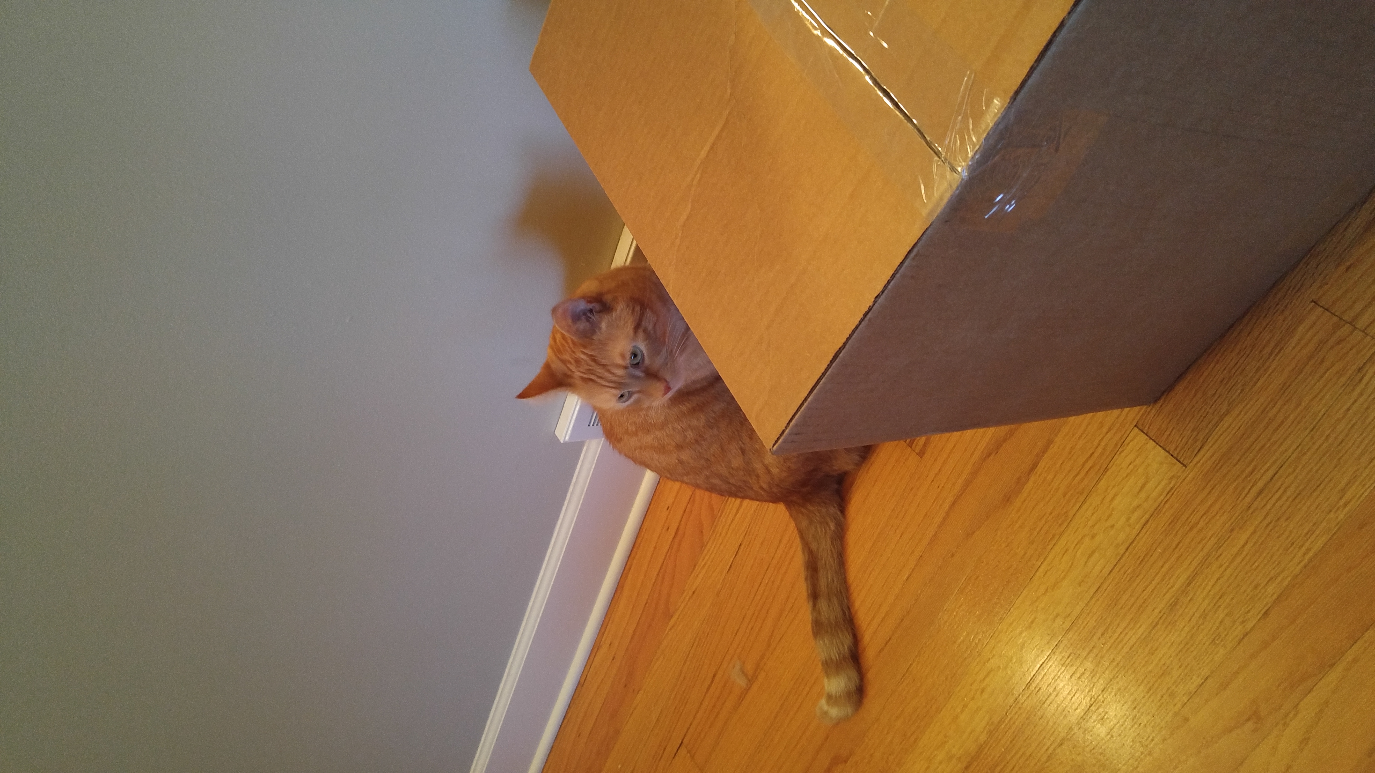 Kitty