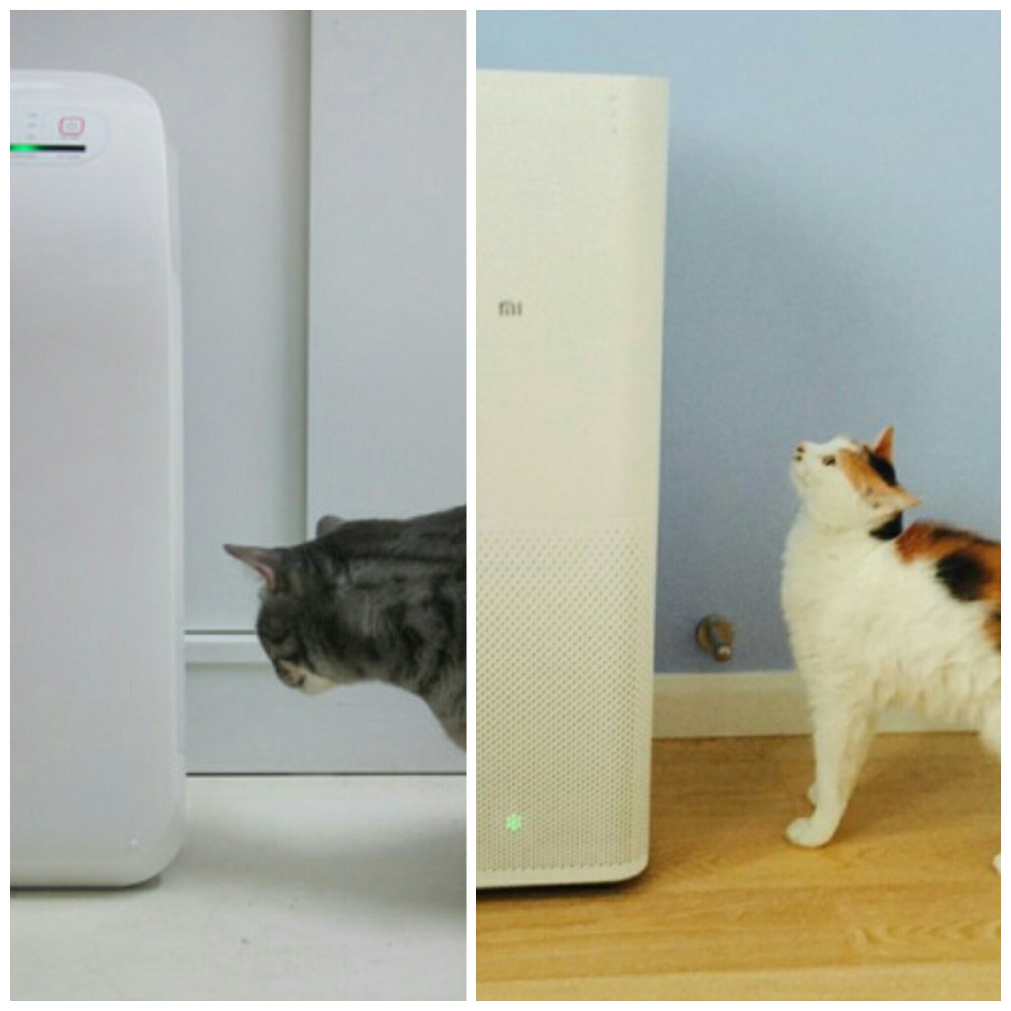 HEPA cats