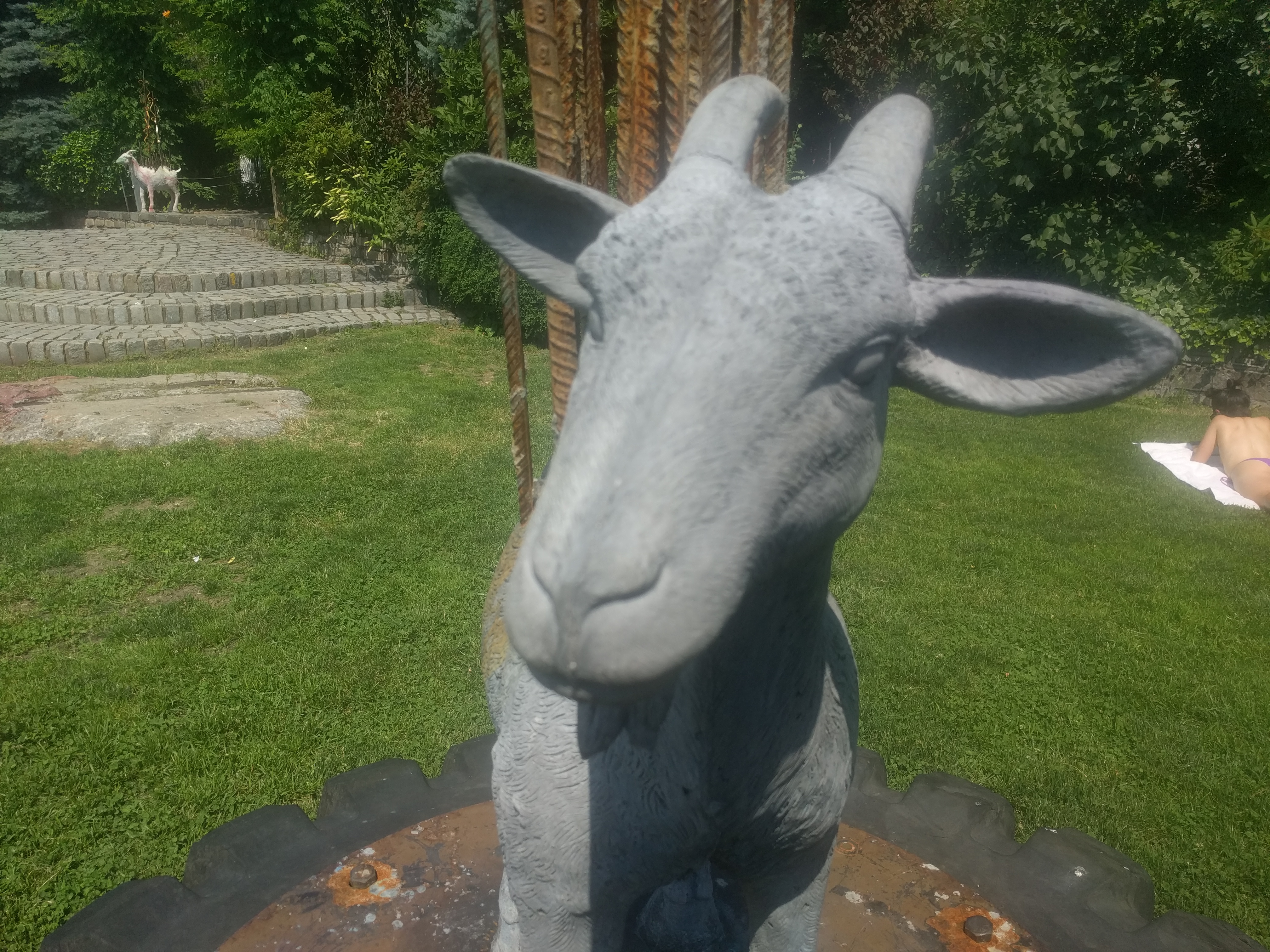 A goat