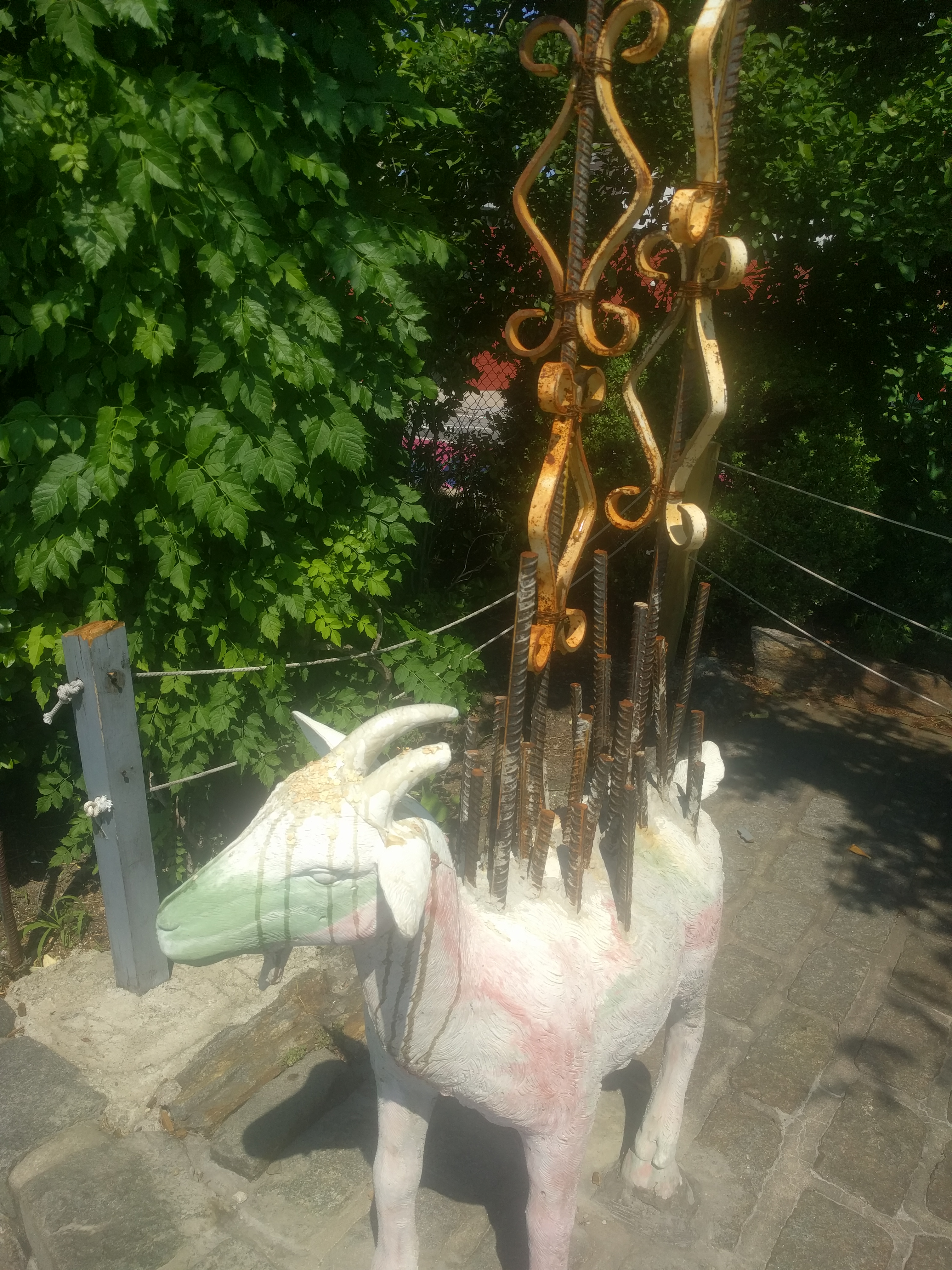 Second goat again