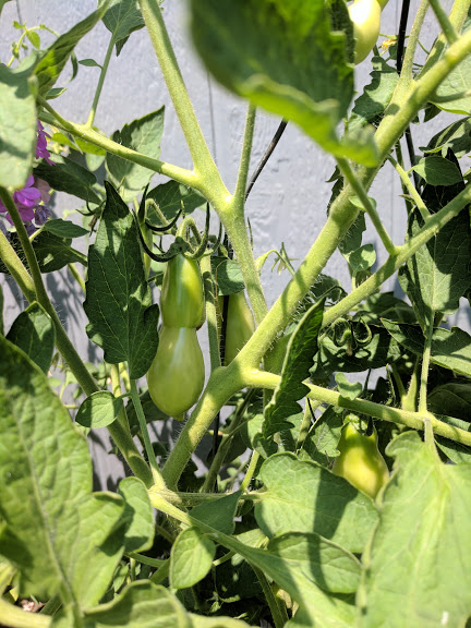 toe-maters