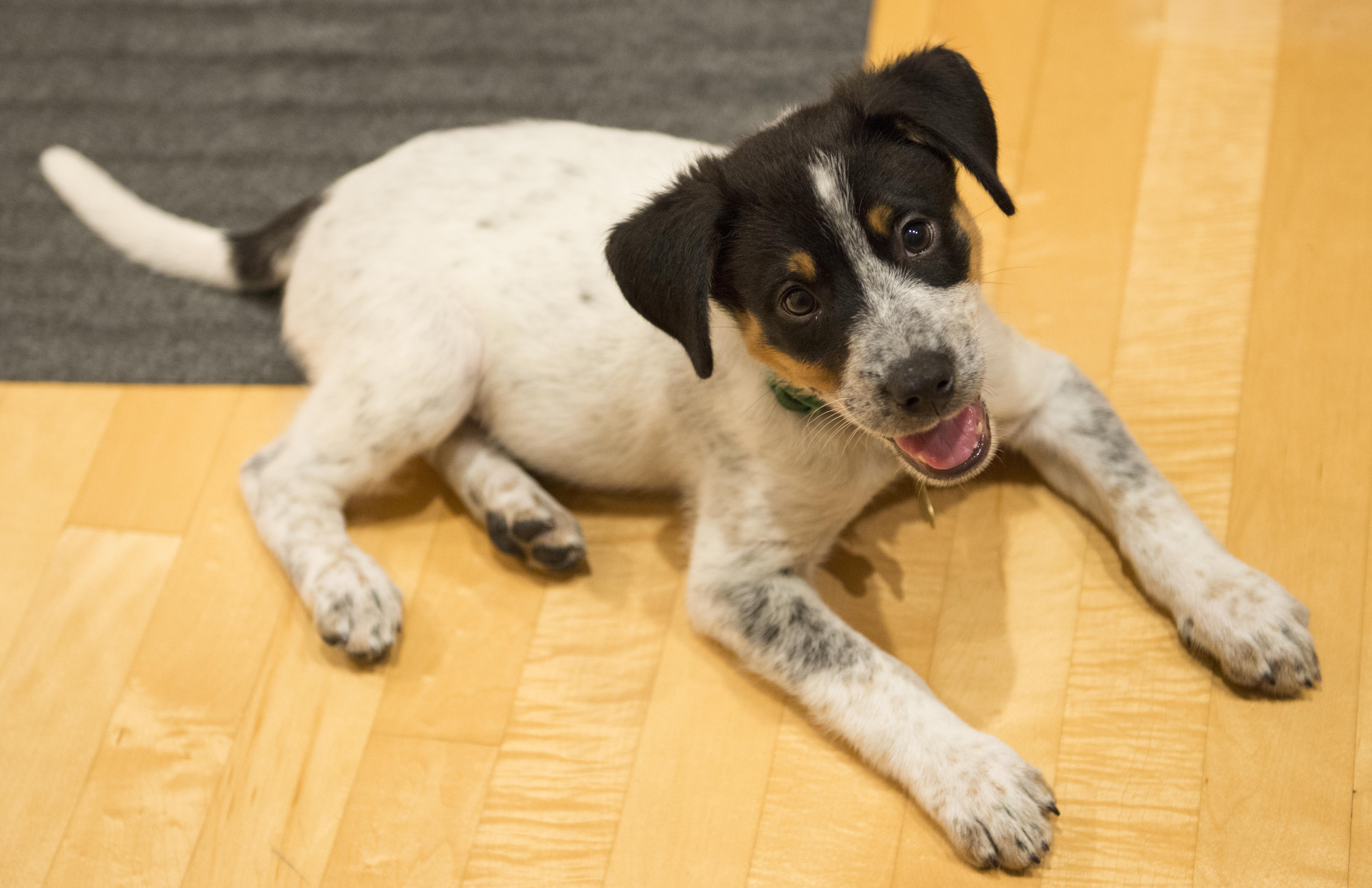 New pup