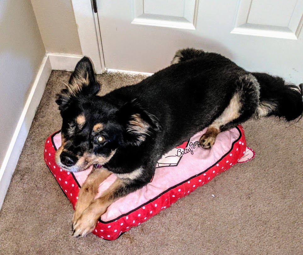 Dog Picture, YAY!
