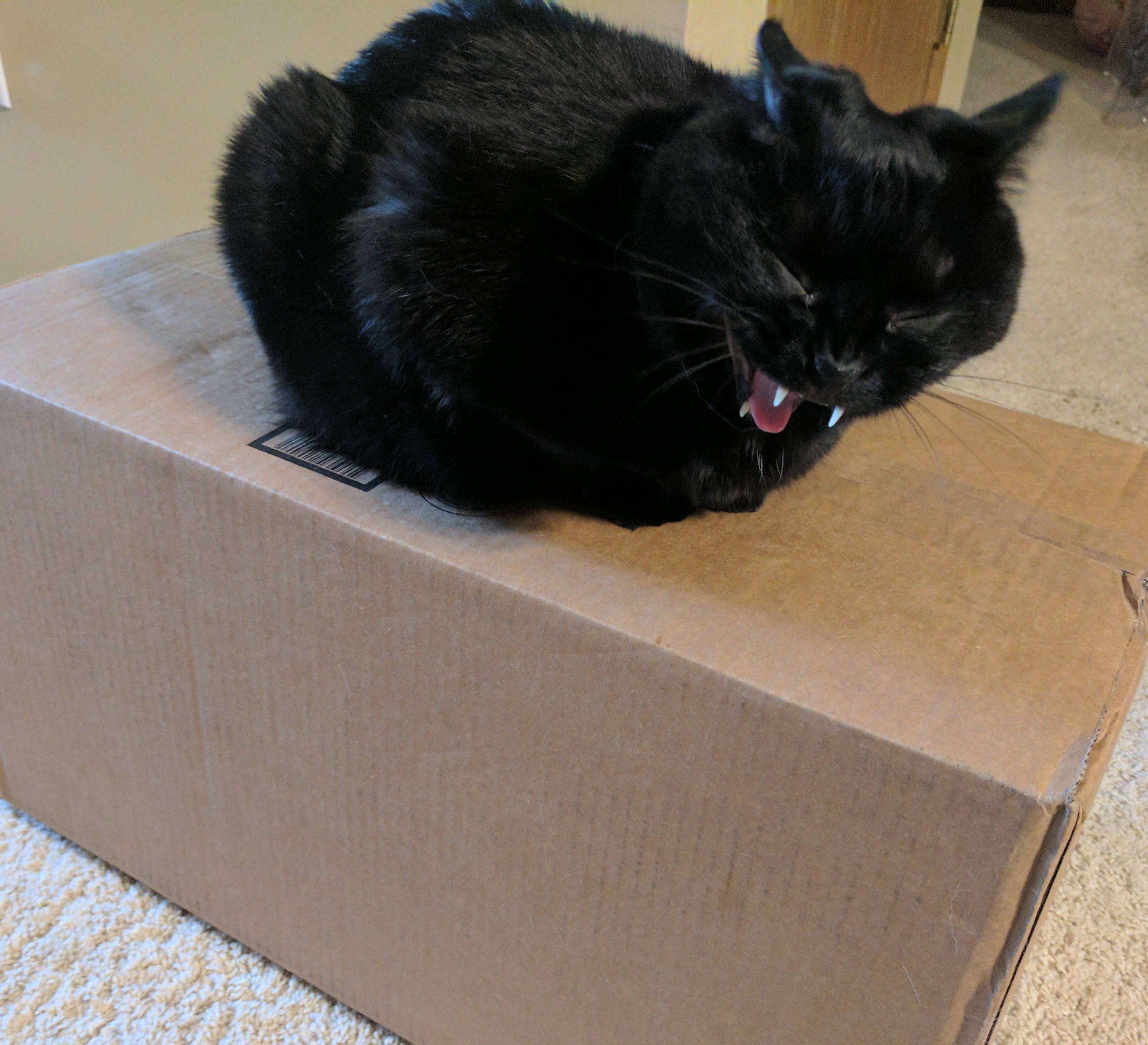 meow