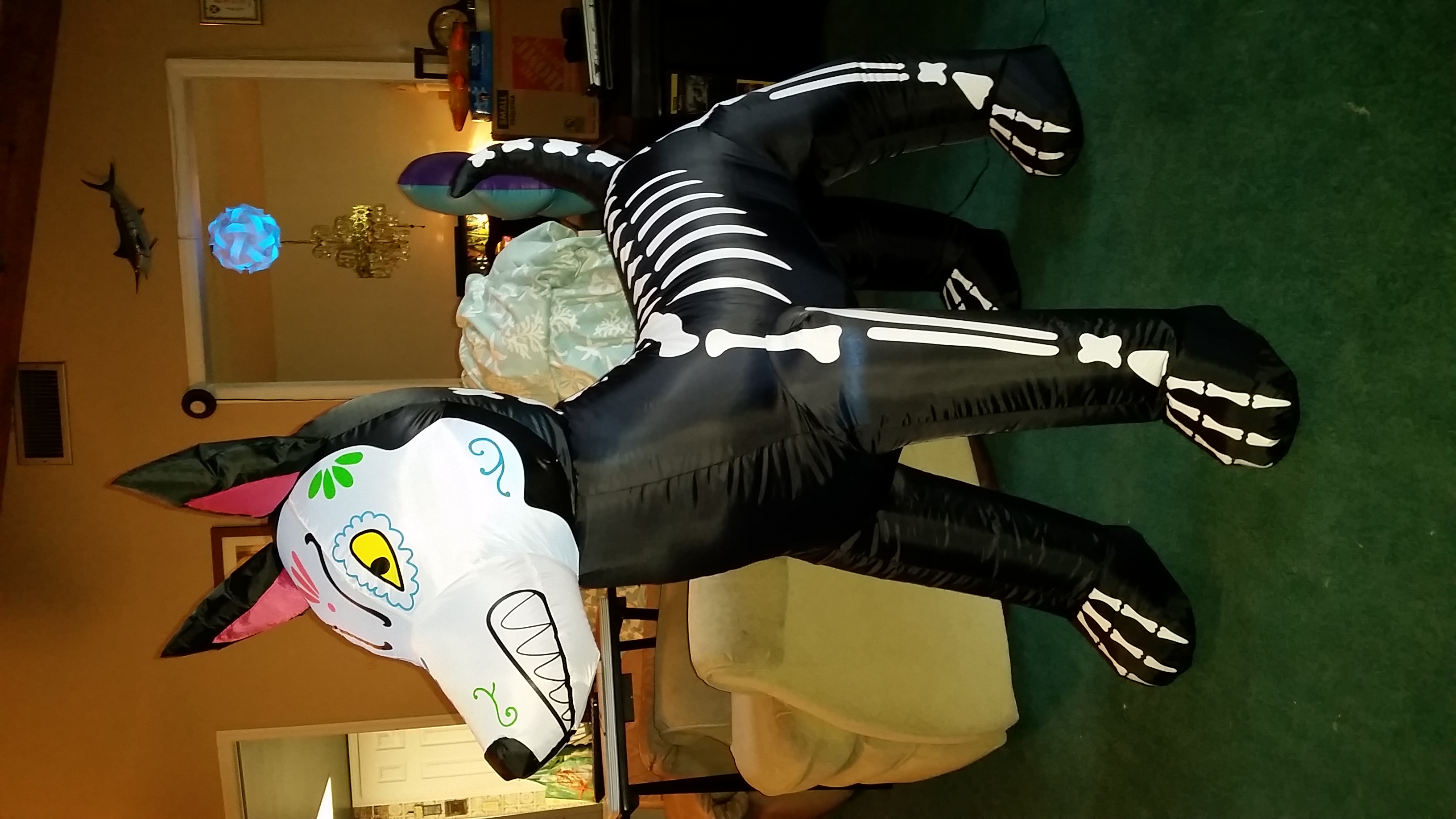 Bony doggo