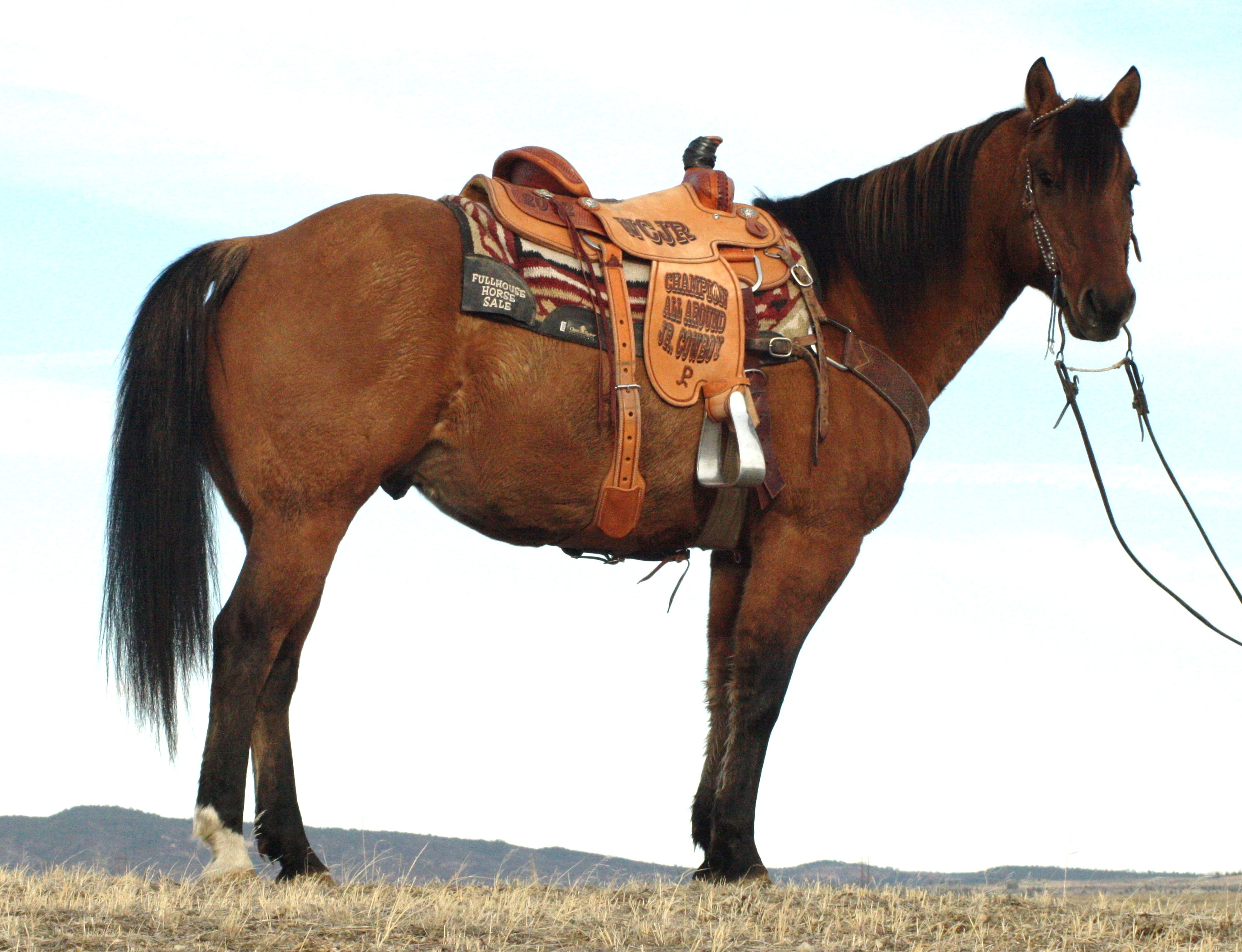 Horse