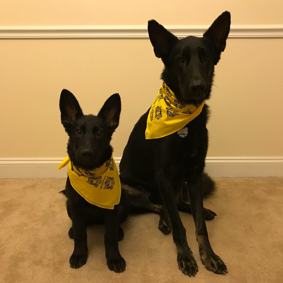 My dogs