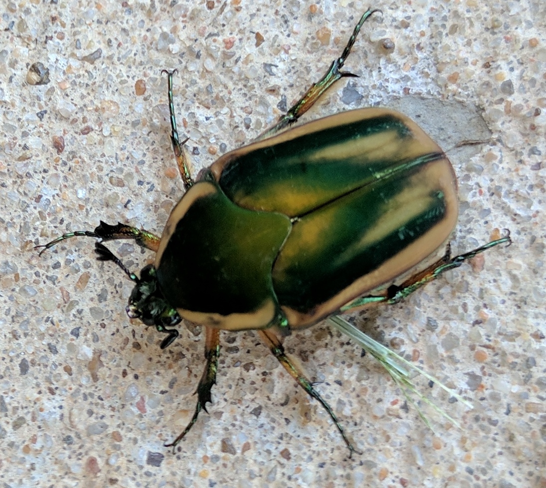 bug